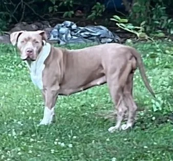 Gray and white dog standing on grass in a backyard with trees and a tarp in the background.