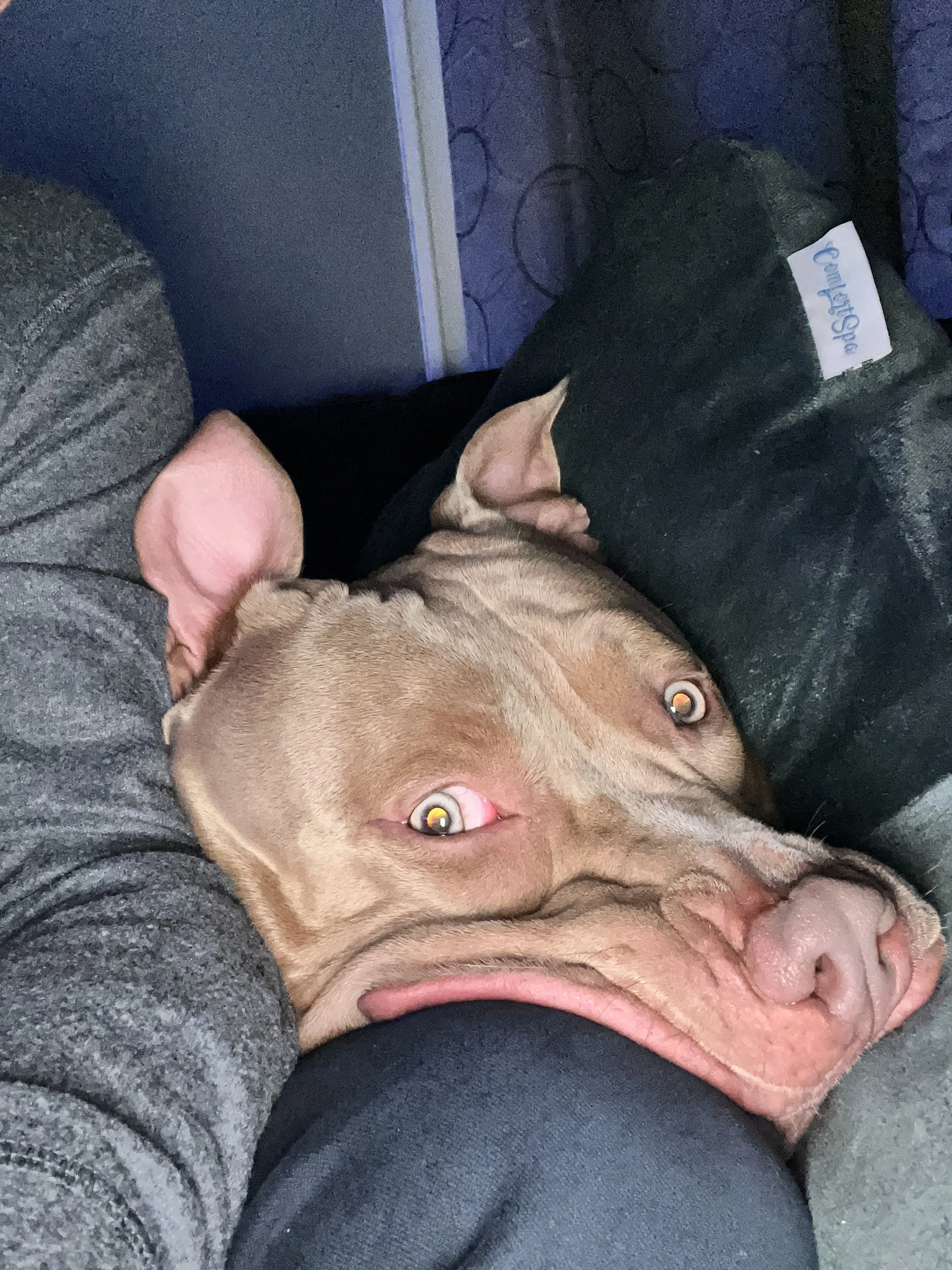 A tan-colored dog with a wrinkled face and one ear up resting on a person's lap, looking up at the camera with wide eyes, while the person wears a gray, textured shirt and black pants.