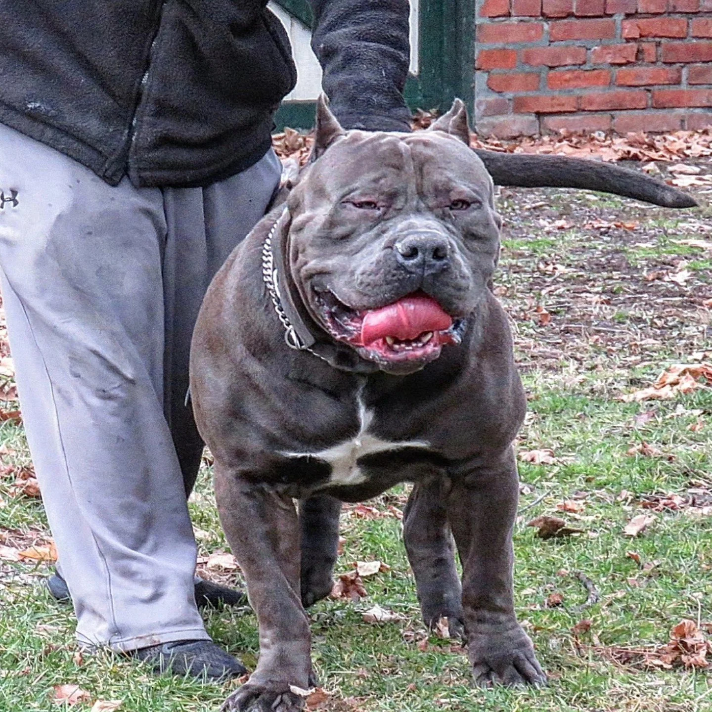 A large, muscular dog with a gray coat and a white patch on its chest, standing outdoors on grass with fallen leaves, next to a person's legs. The dog has a chain collar, closed eyes, and its tongue hanging out.