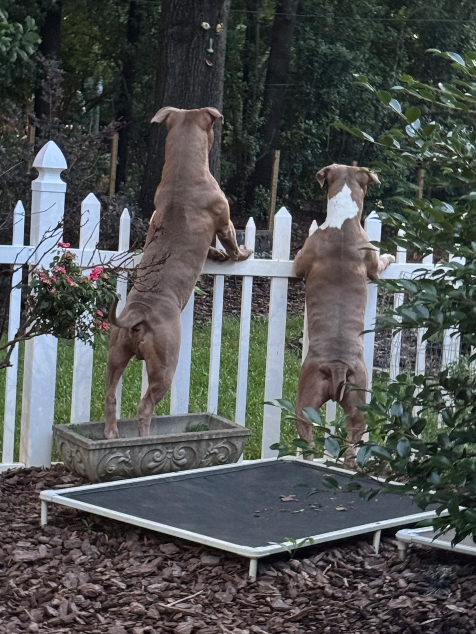 Two dogs are standing on their hind legs, leaning on a white picket fence, looking into a wooded backyard.