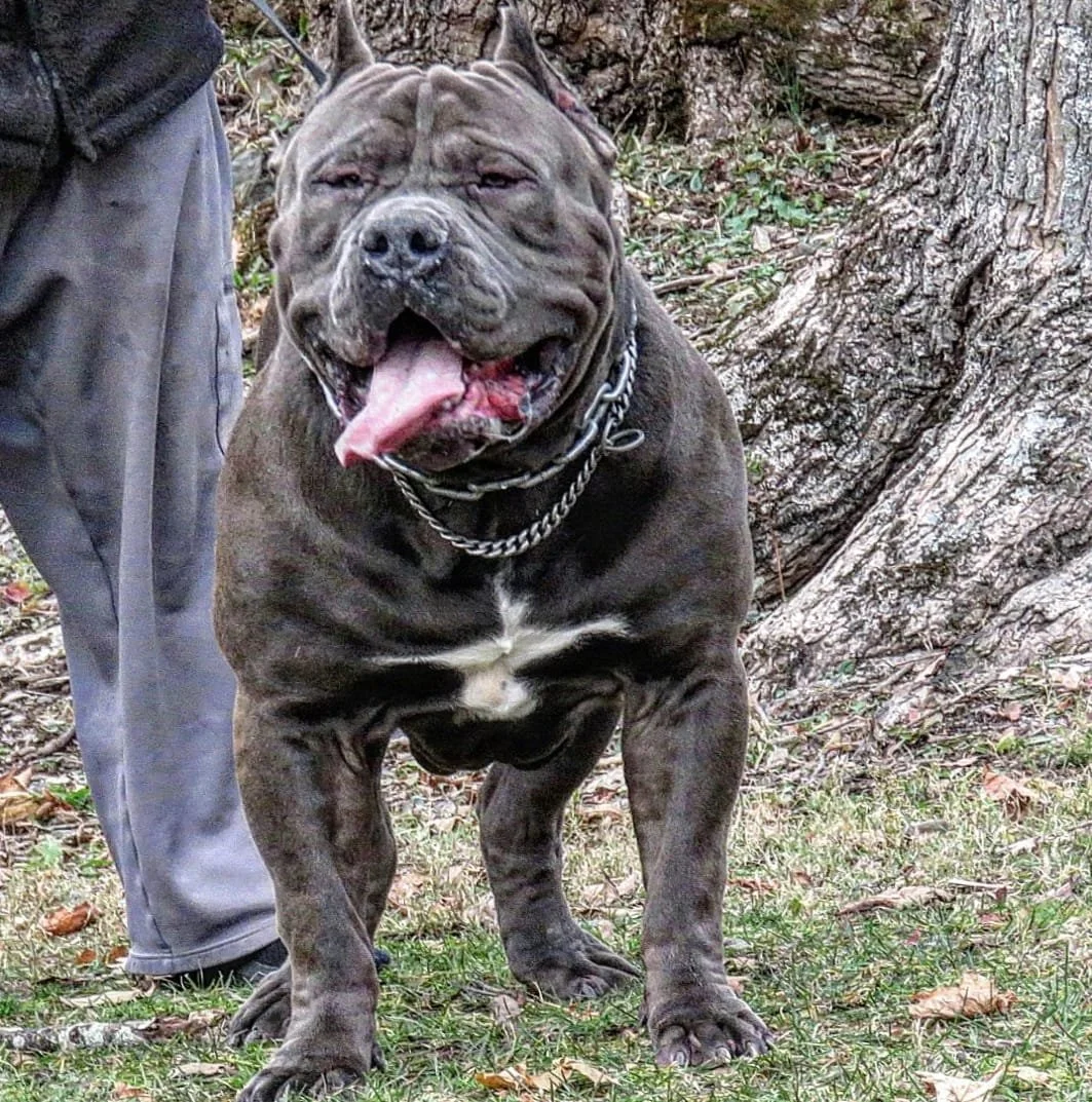 A muscular, gray pit bull with a white chest, standing outdoors with trees and grass, wearing a chain collar with someone partially visible beside it.