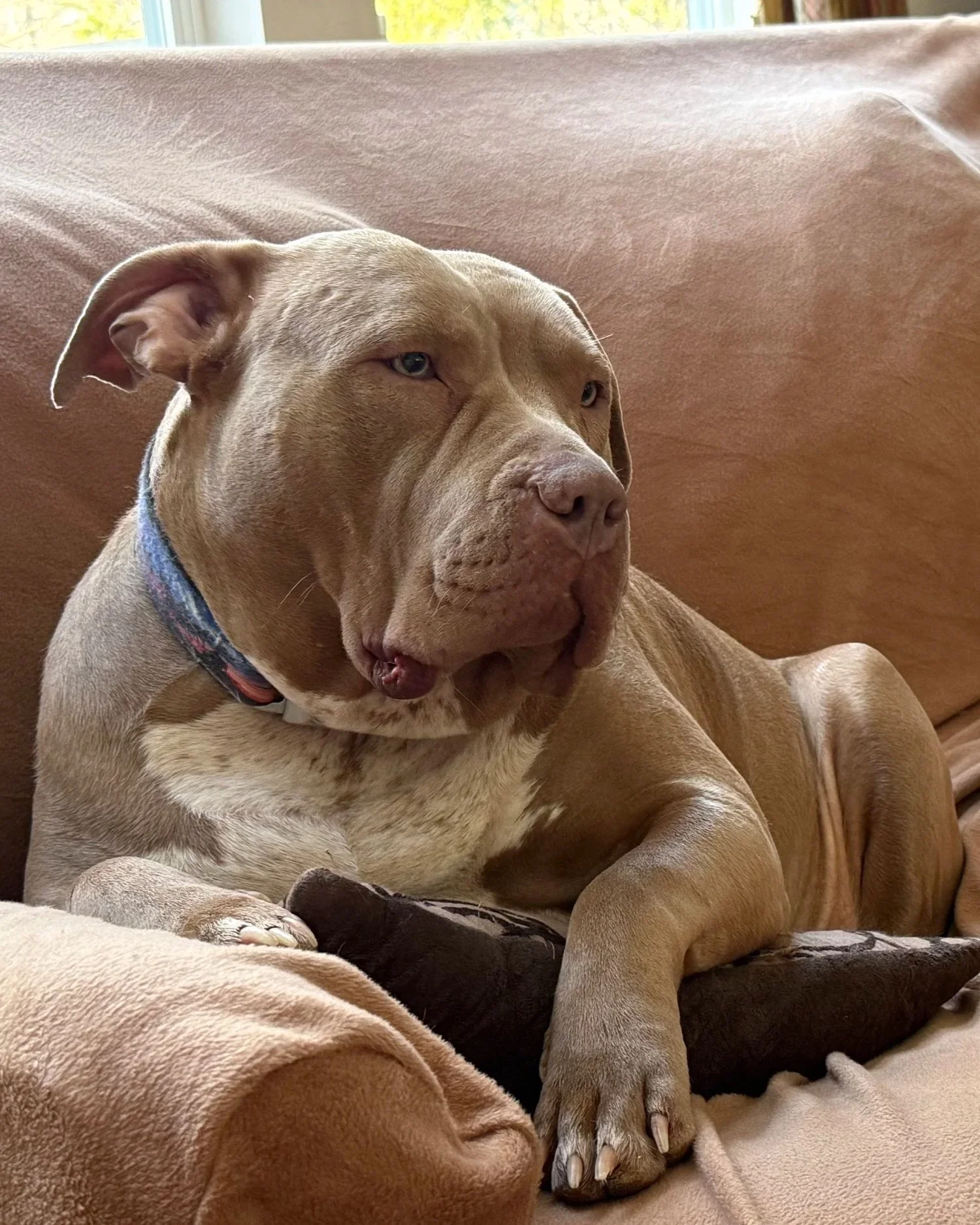 A tan-colored dog with a blue collar lying on a beige blanket on a couch, looking off to the side with a relaxed expression.