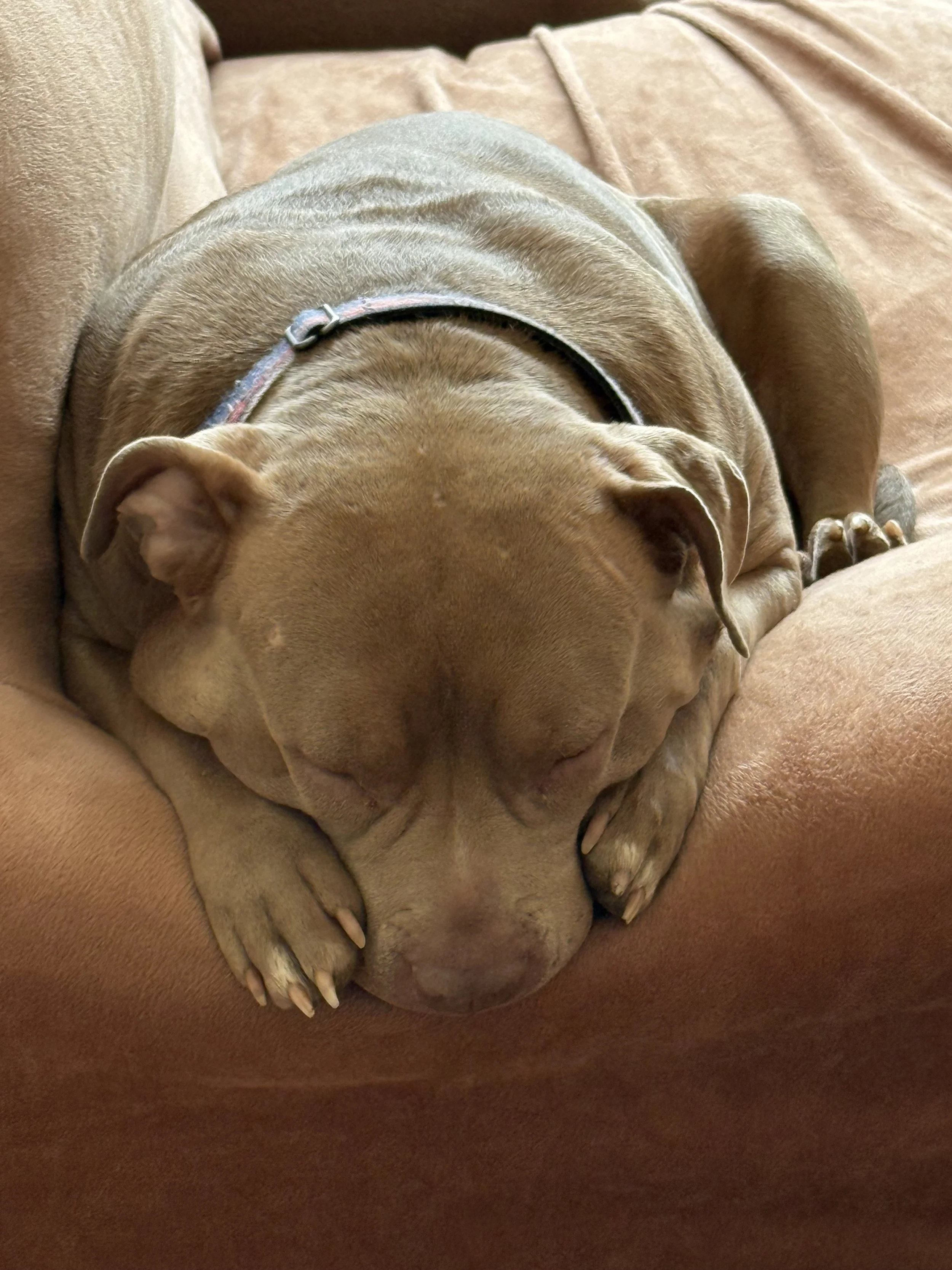 A brown dog lying on a brown couch, sleeping with its head resting on the cushion and its front paws curled near its face.