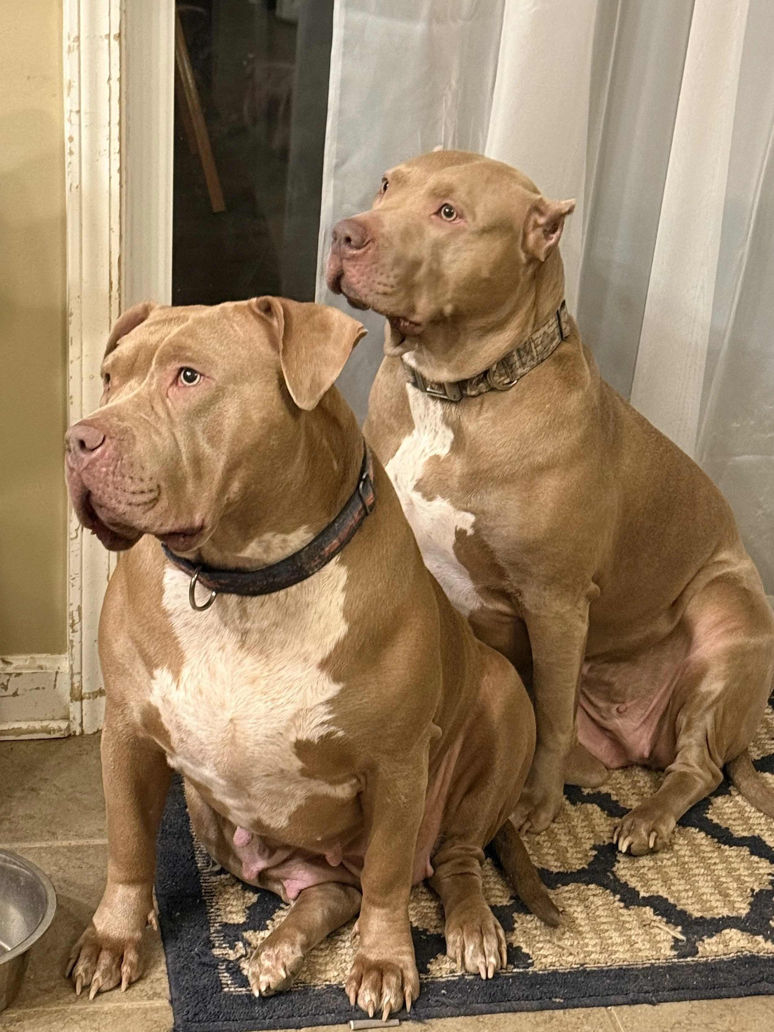 Two large dogs, one with a tan coat and white chest, and the other with a solid tan coat, sitting on a patterned rug inside a house next to a door and a dog bowl.