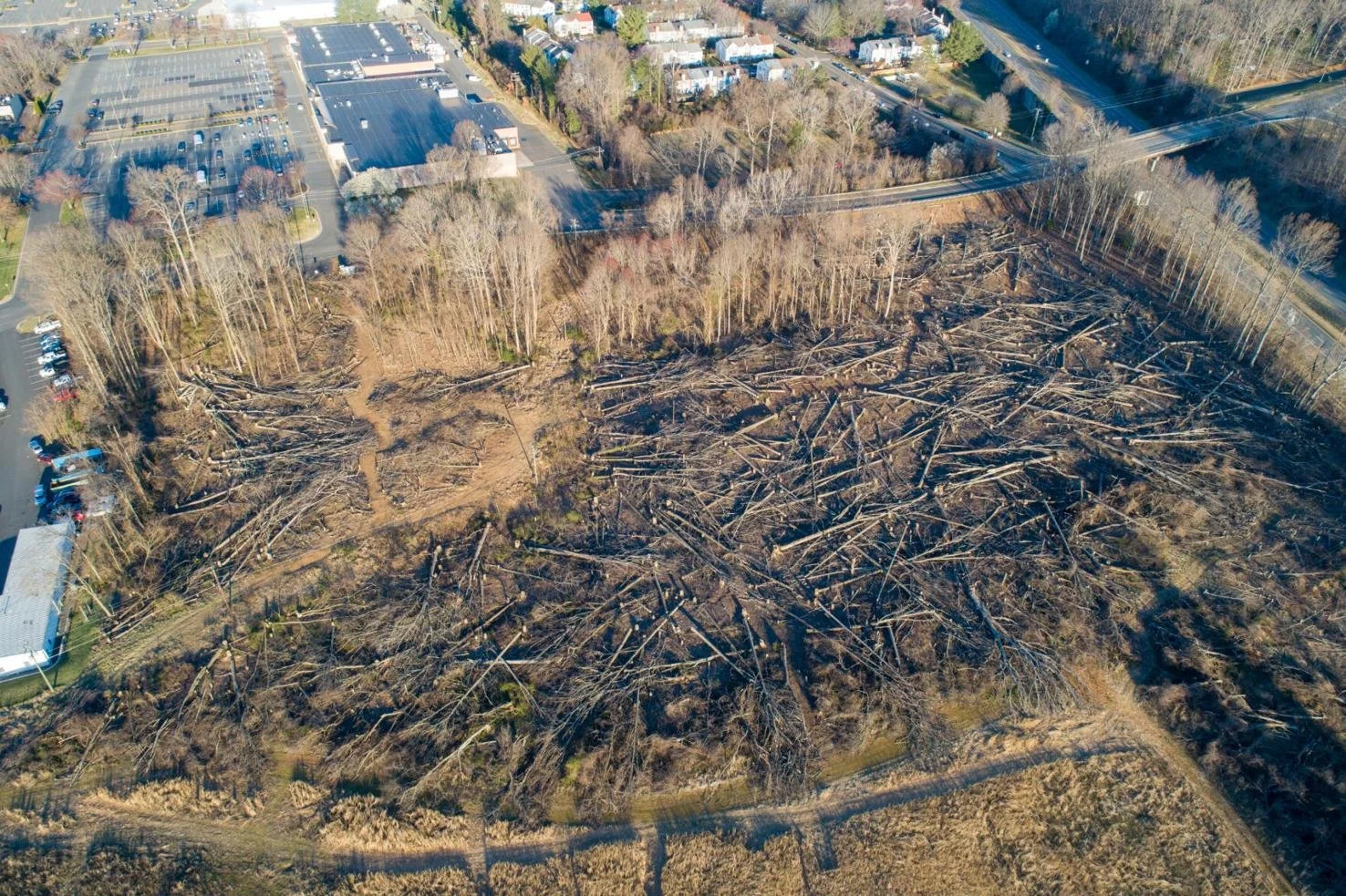 Amazon’s Cutting Down of Hundreds of Trees Raises Concern Among Citizens