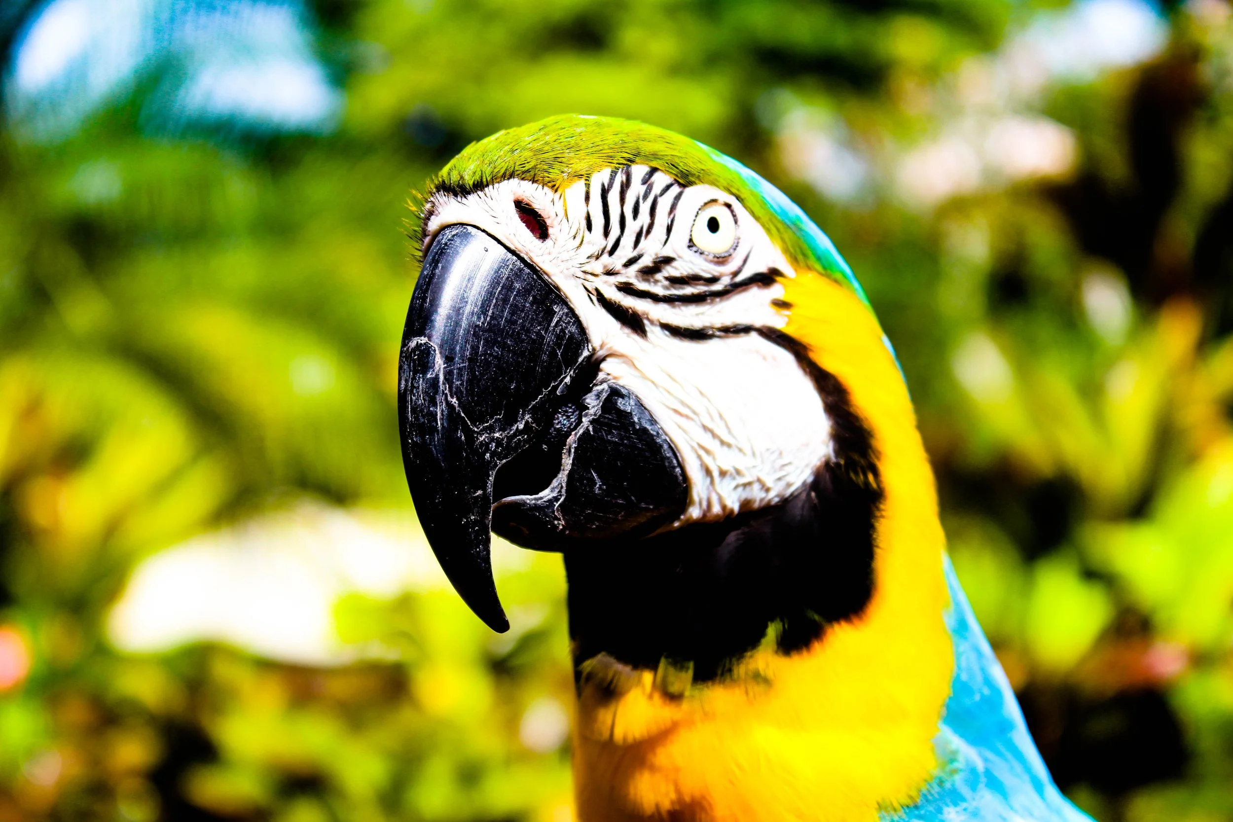 HYATT REGENCY GUAM WILDLIFE