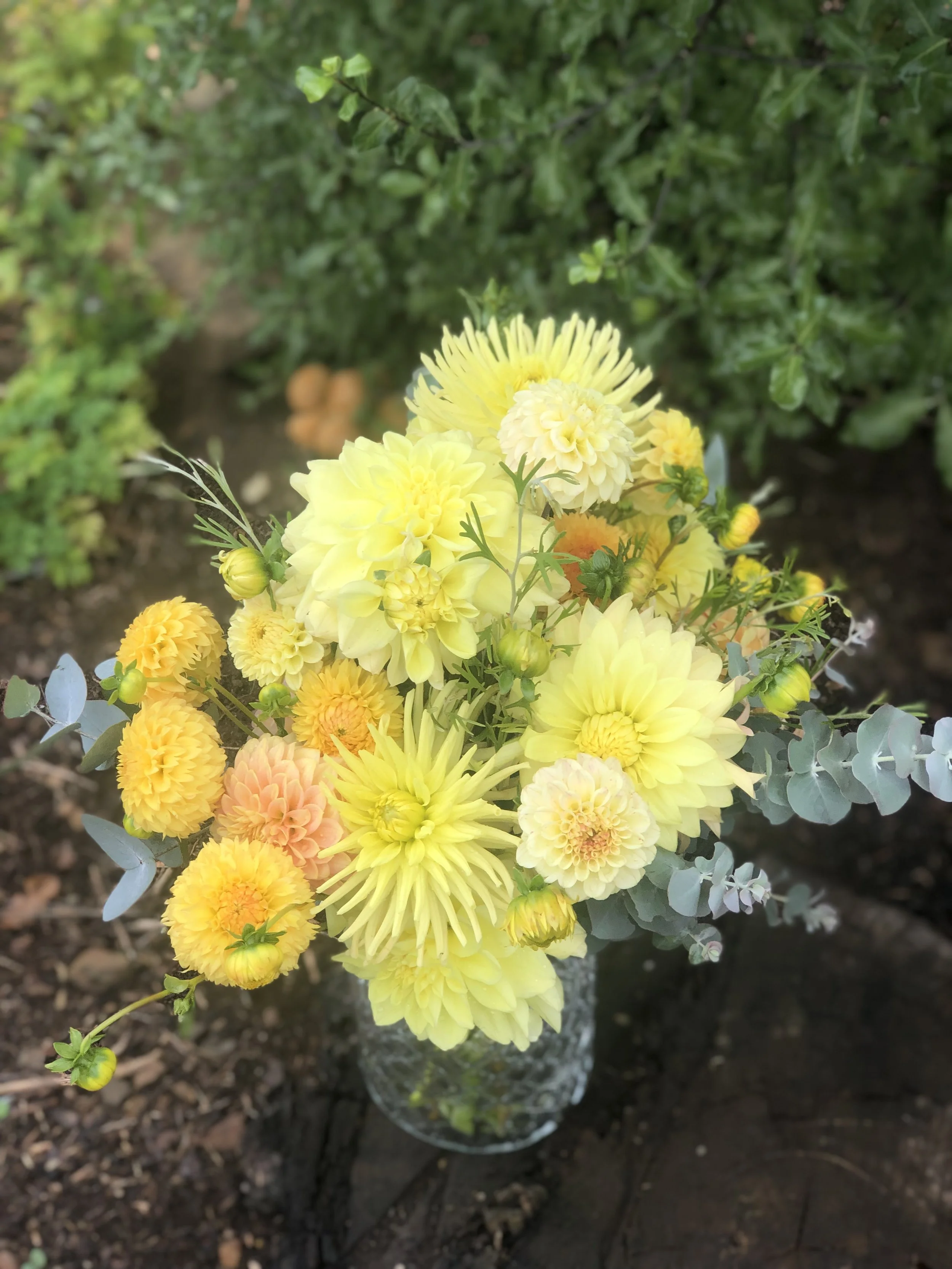 Garden Dahlias SEVEN Pack!