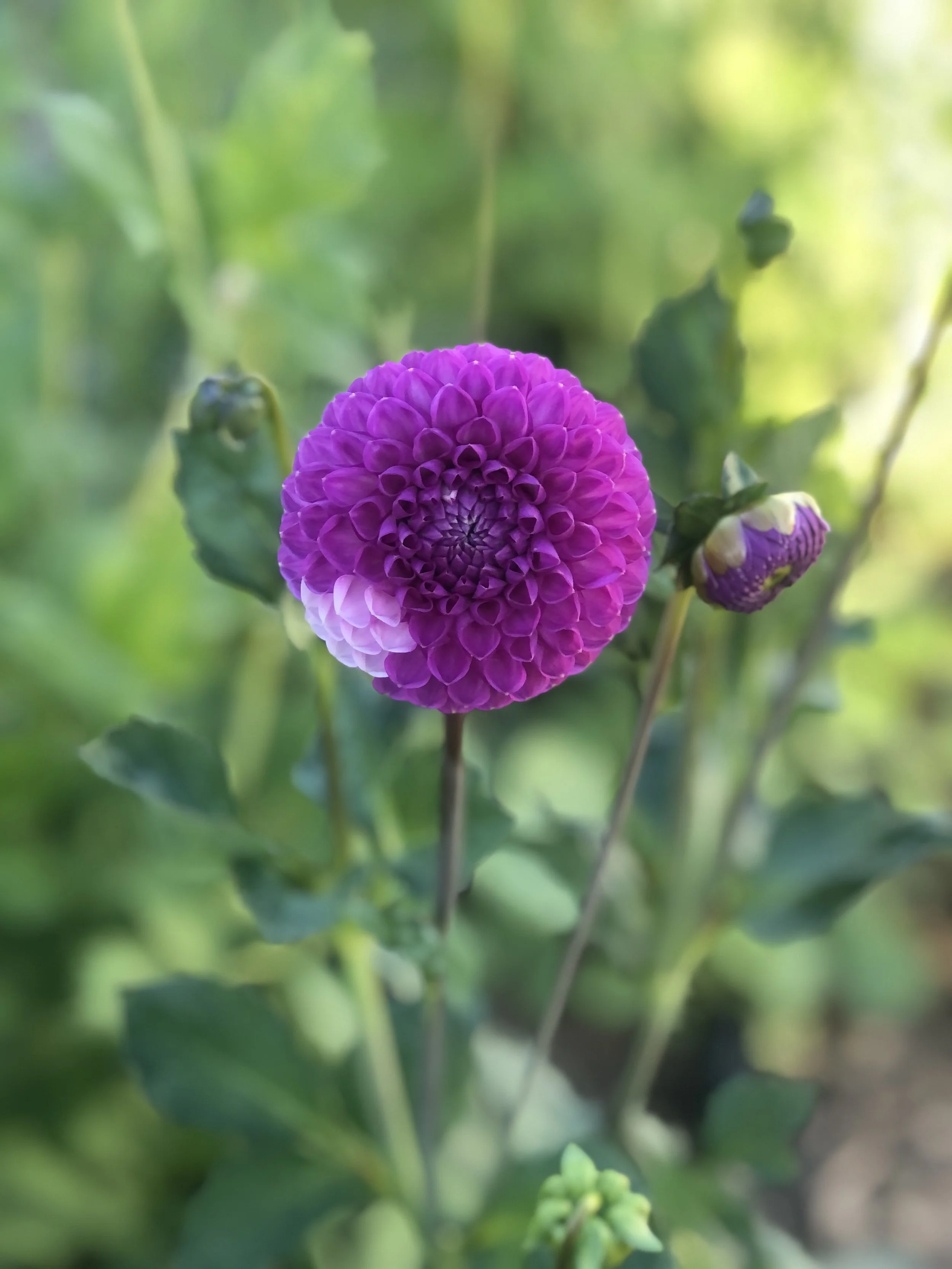 IMG_7586 2.jpeg