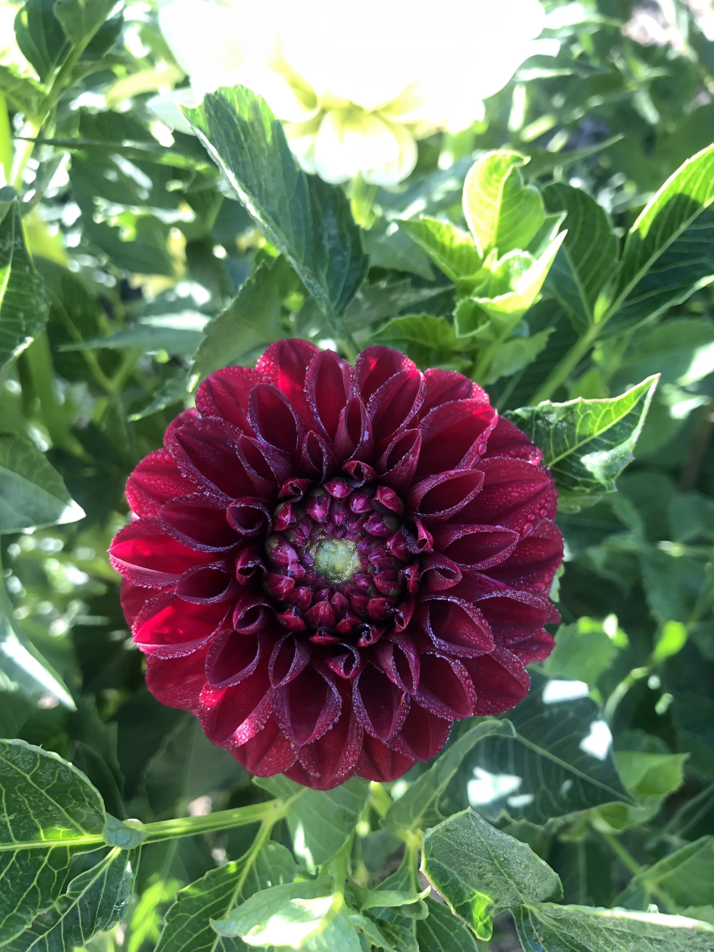 Willow Little Jule's (NEW)