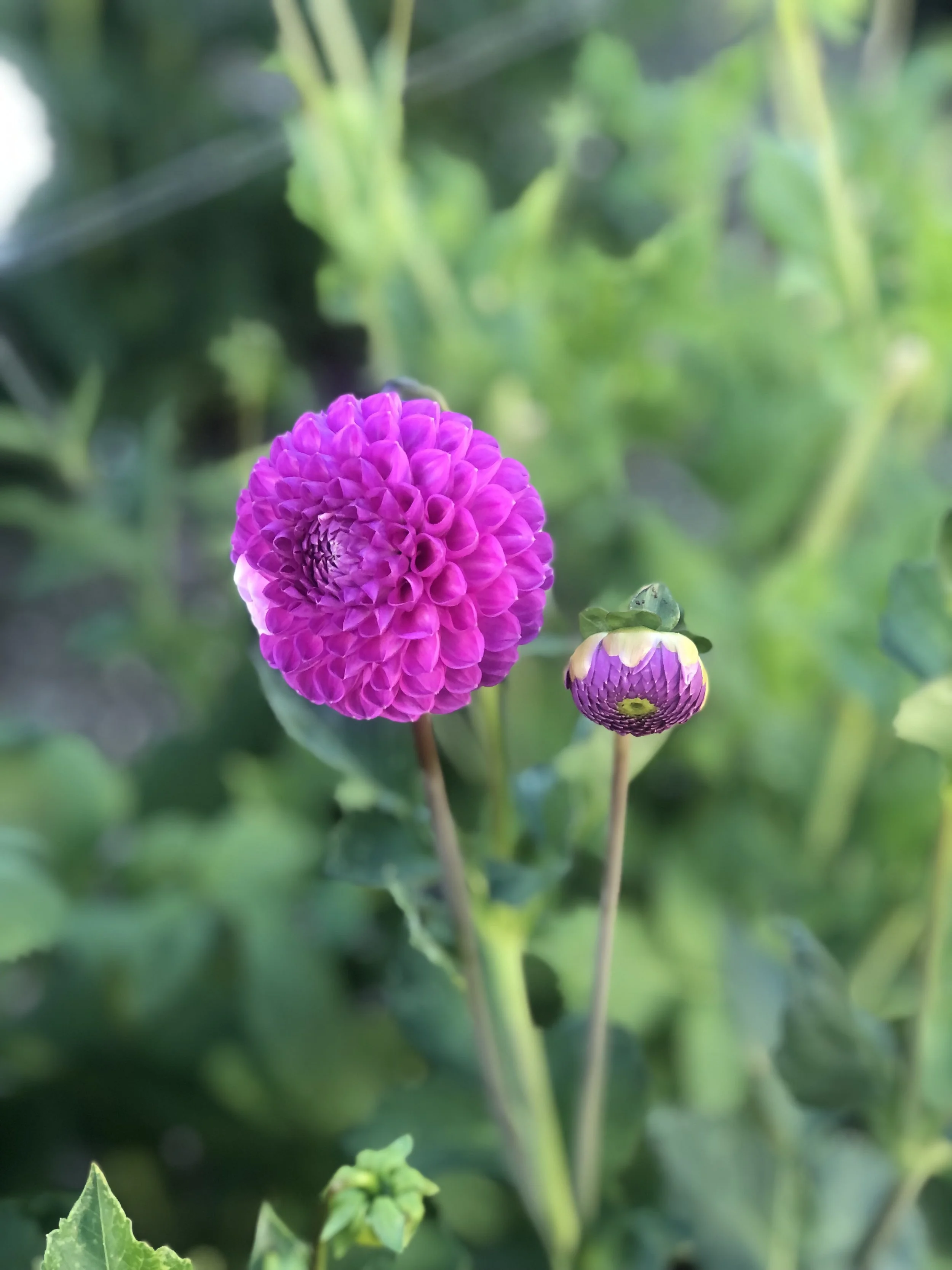 IMG_7587 3.jpeg