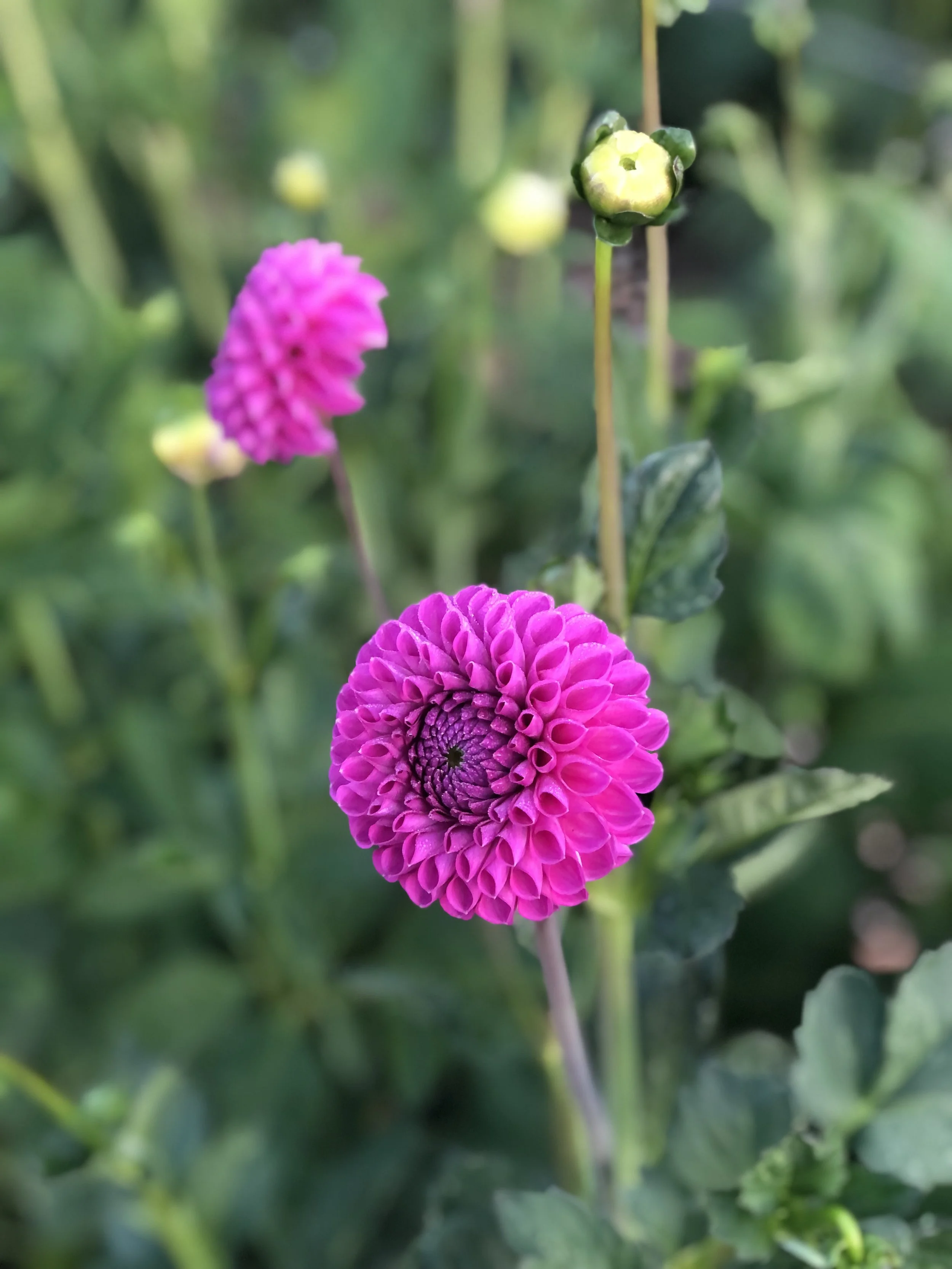 IMG_7700 2.jpeg