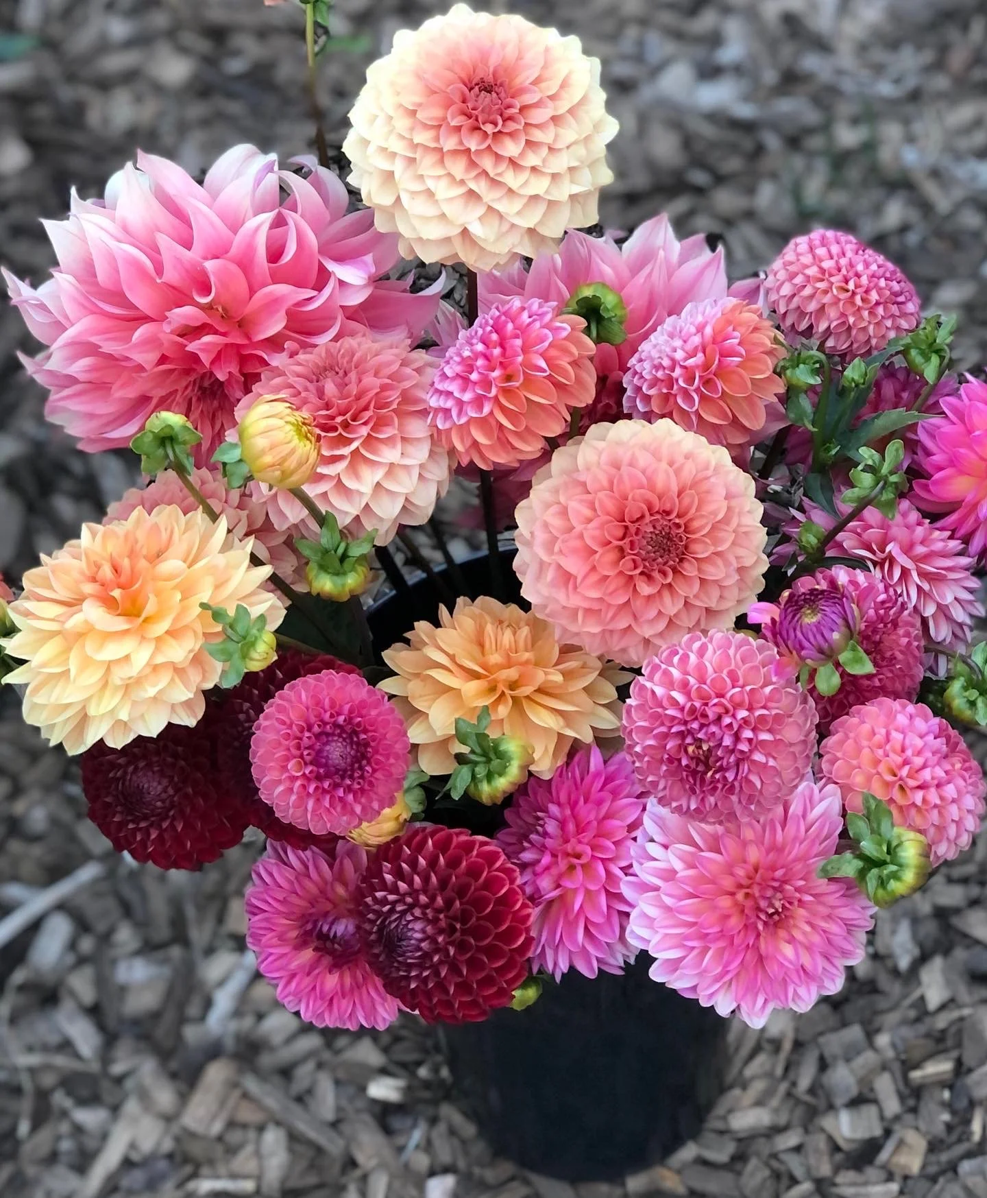 Garden Dahlia Tubers SEVEN Pack!