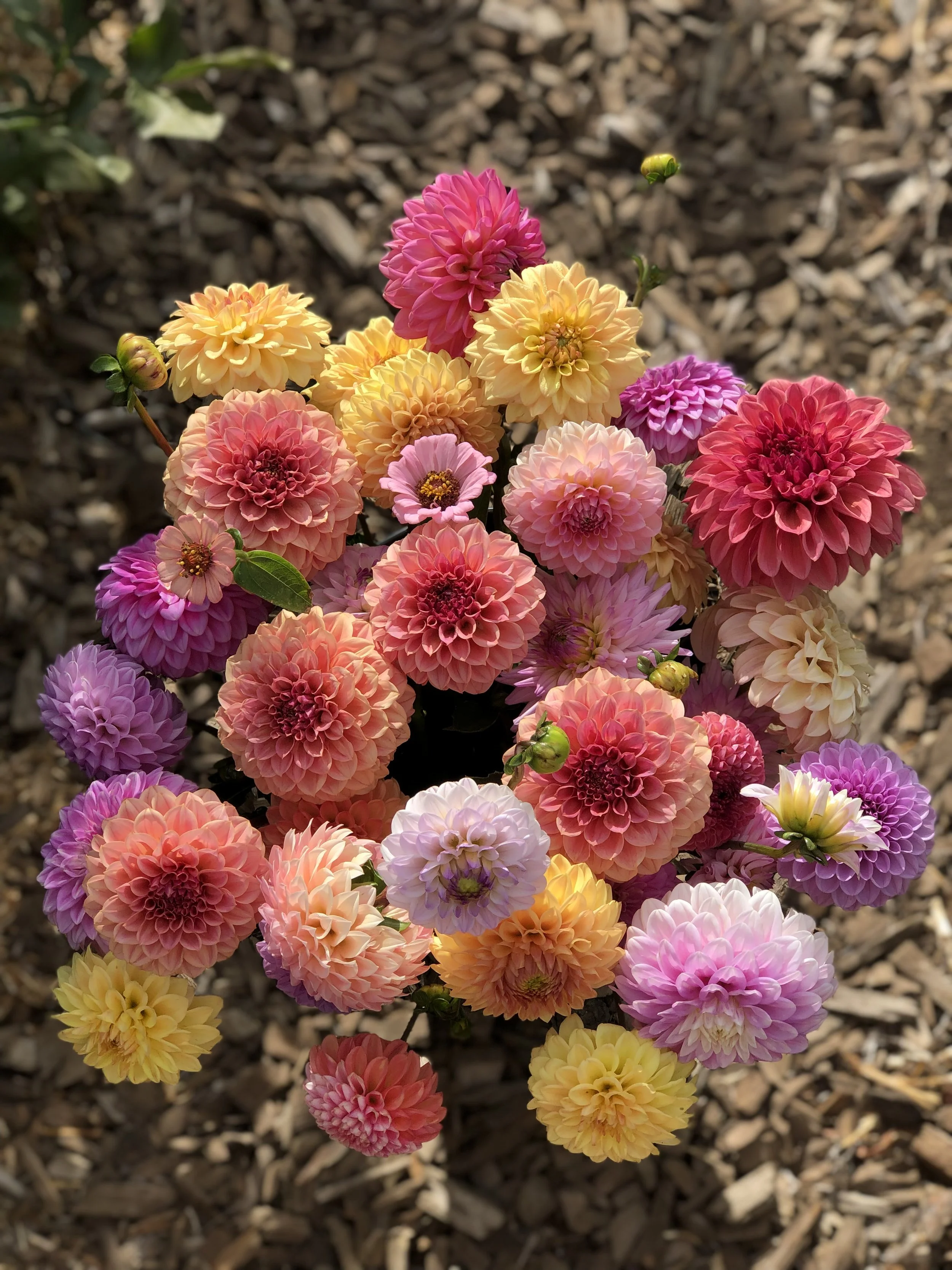 Willow Tubers EIGHT Pack ONE Only!