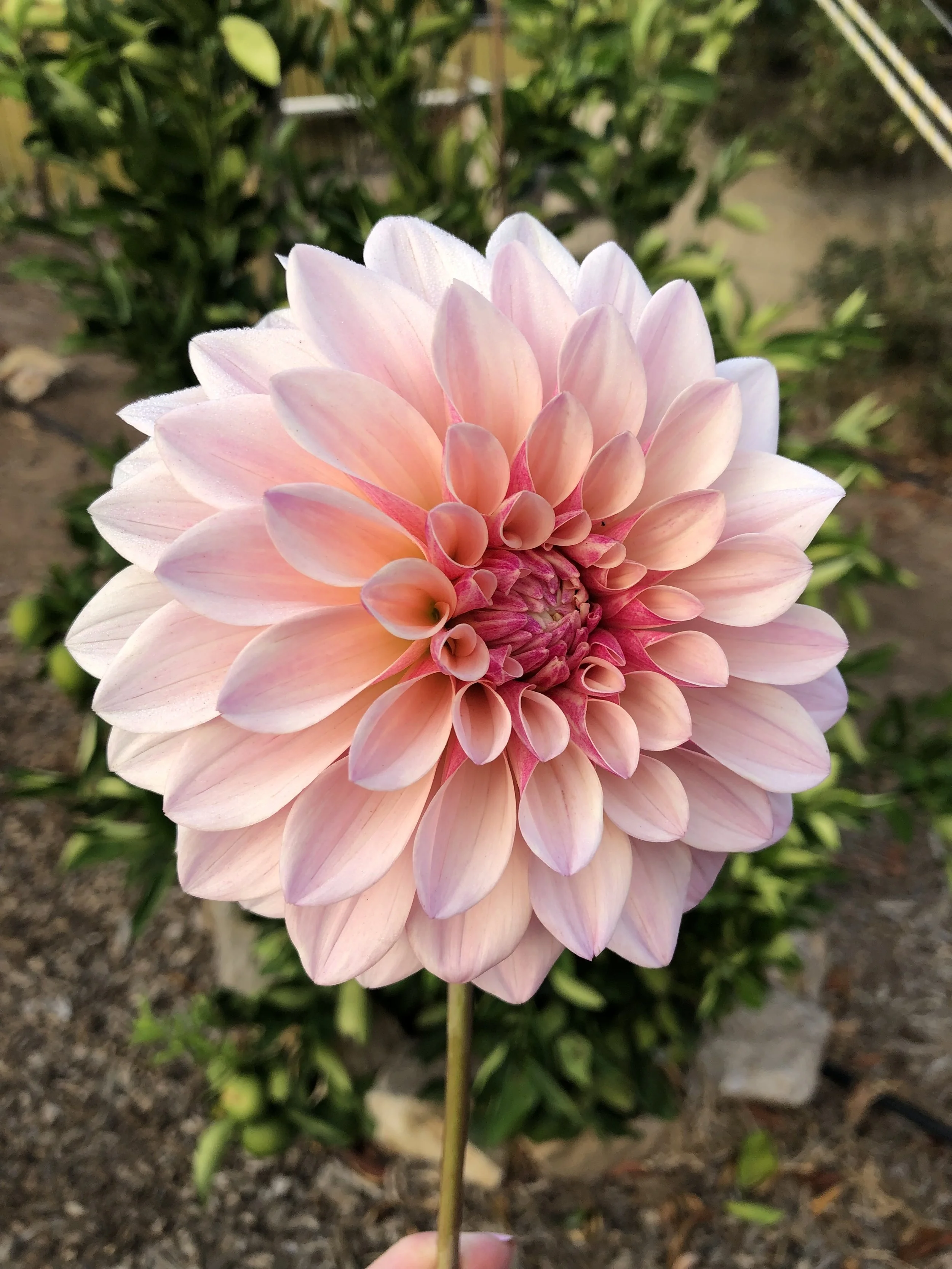 Florelie Antique
