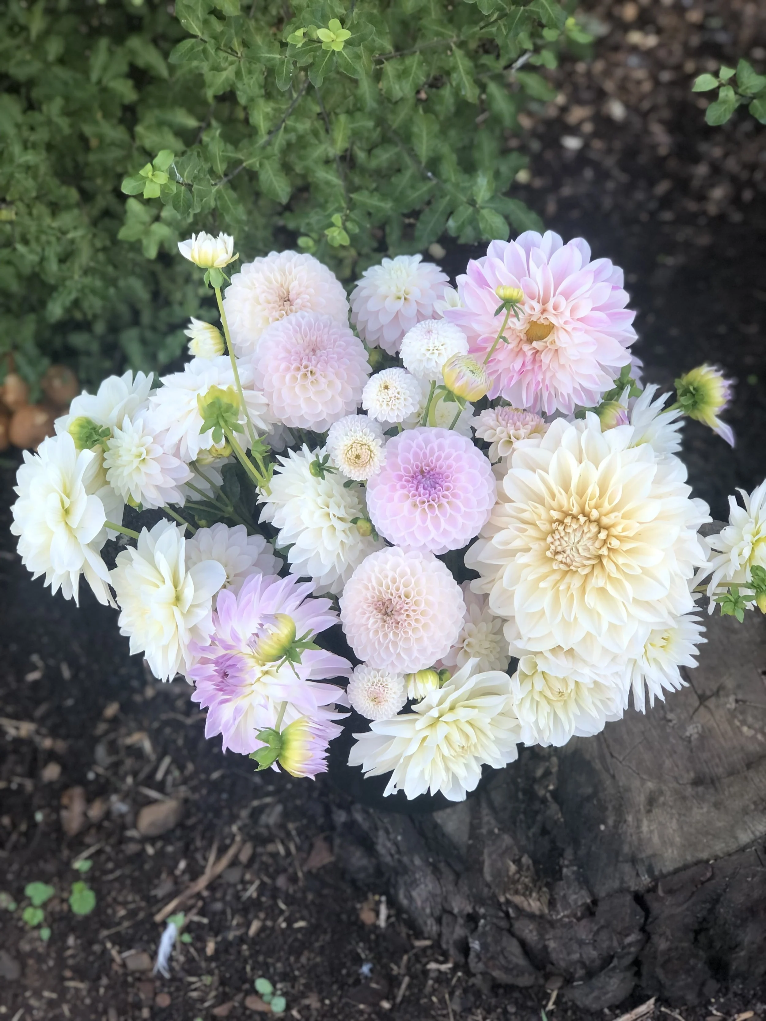 DAHLIA TUBERS — Willow Creek Farm Meadows