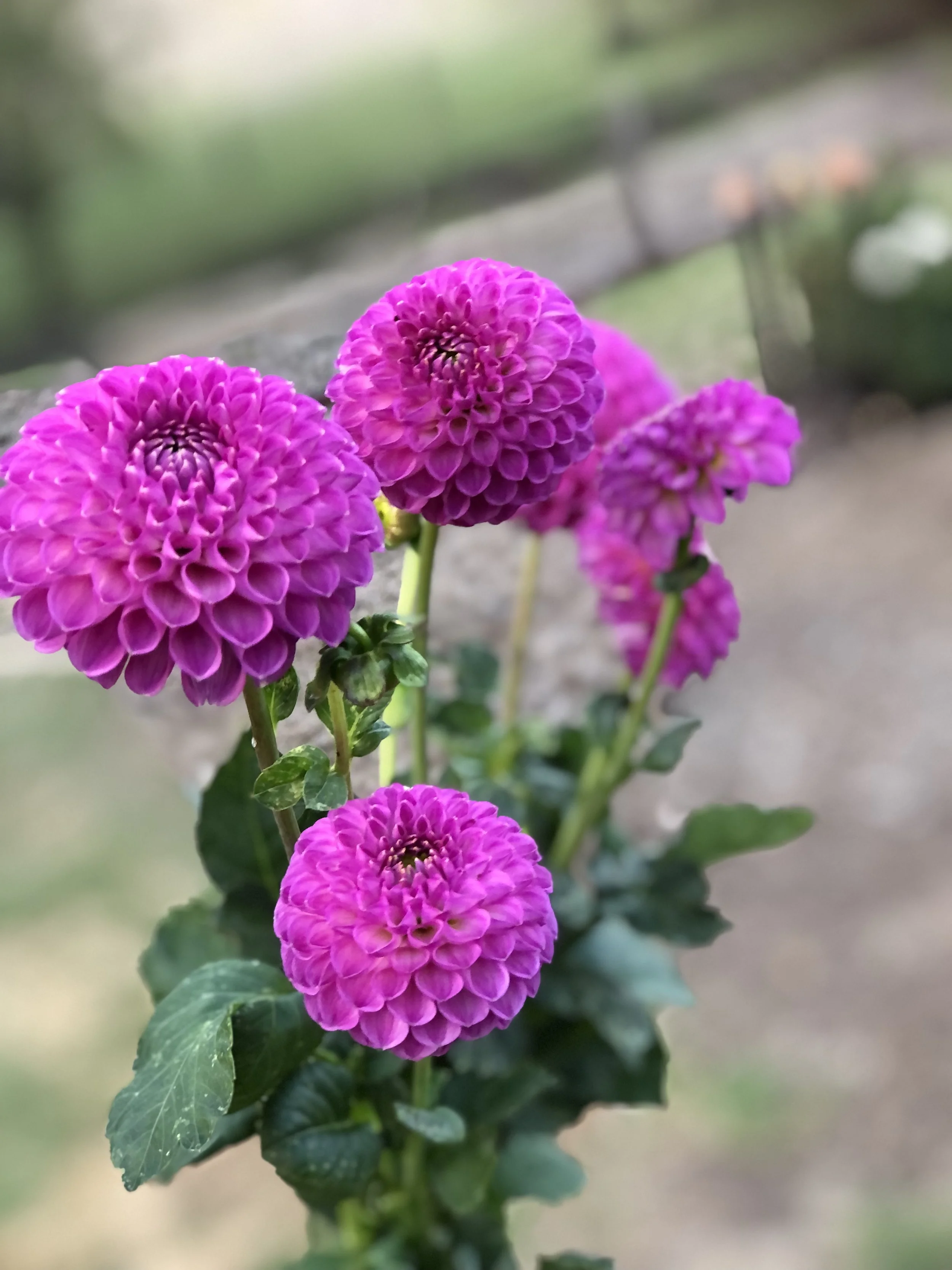 IMG_7281.jpeg
