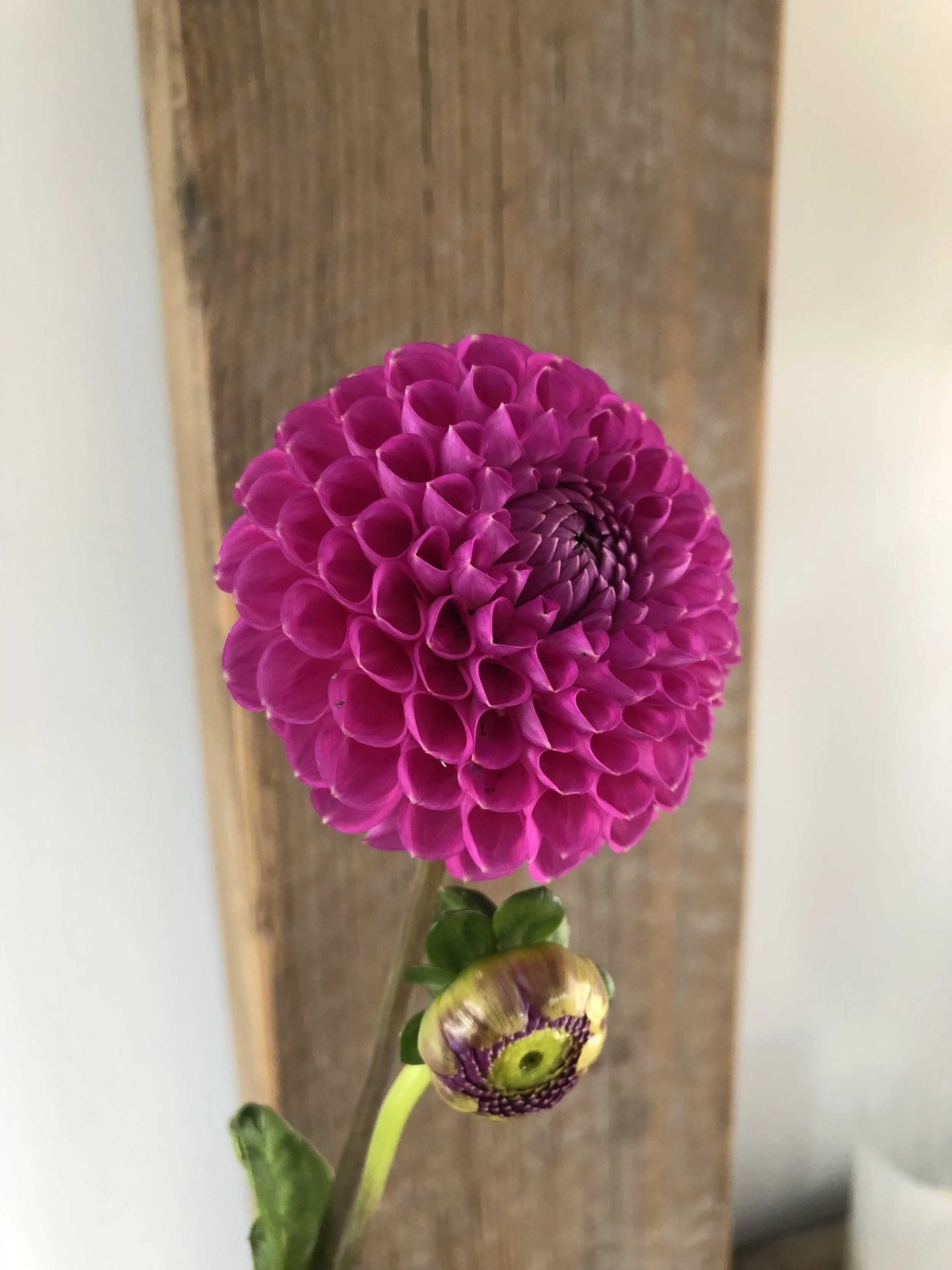 IMG_1808.jpeg