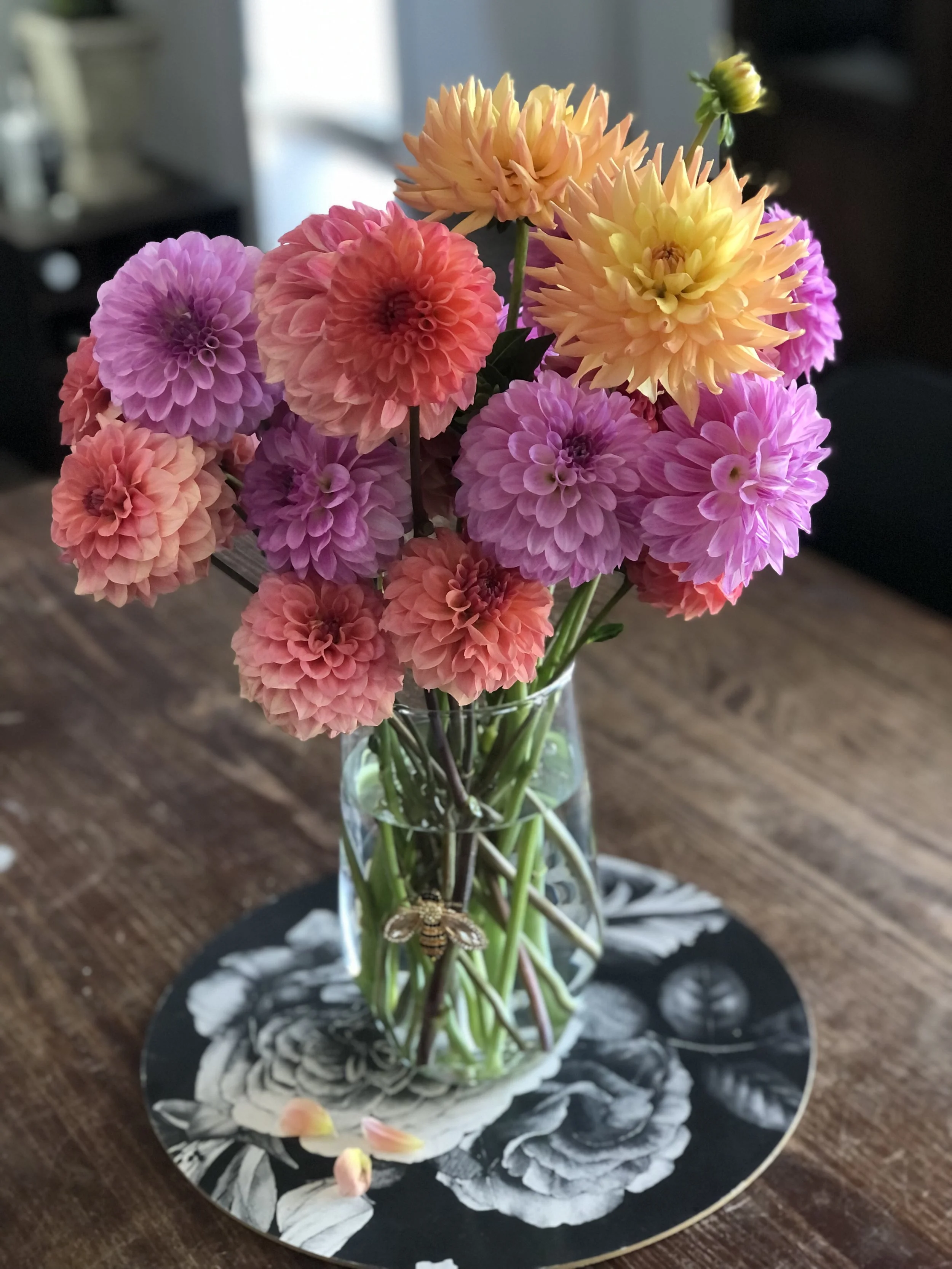 Garden Dahlia Tubers SIX Pack