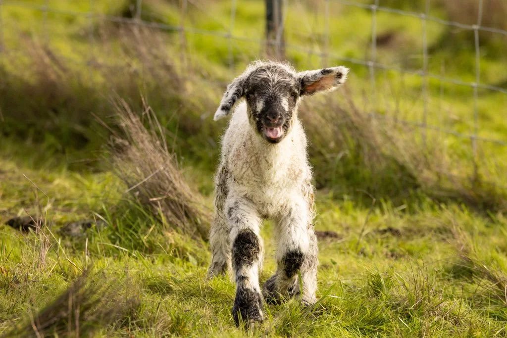 cute spotted lamb frolicking (JAN 2026) .jpg