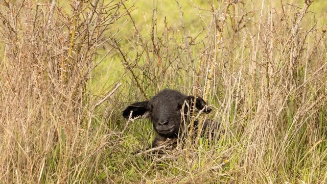 black lamb hiding in thatch (JAN 2026).jpg