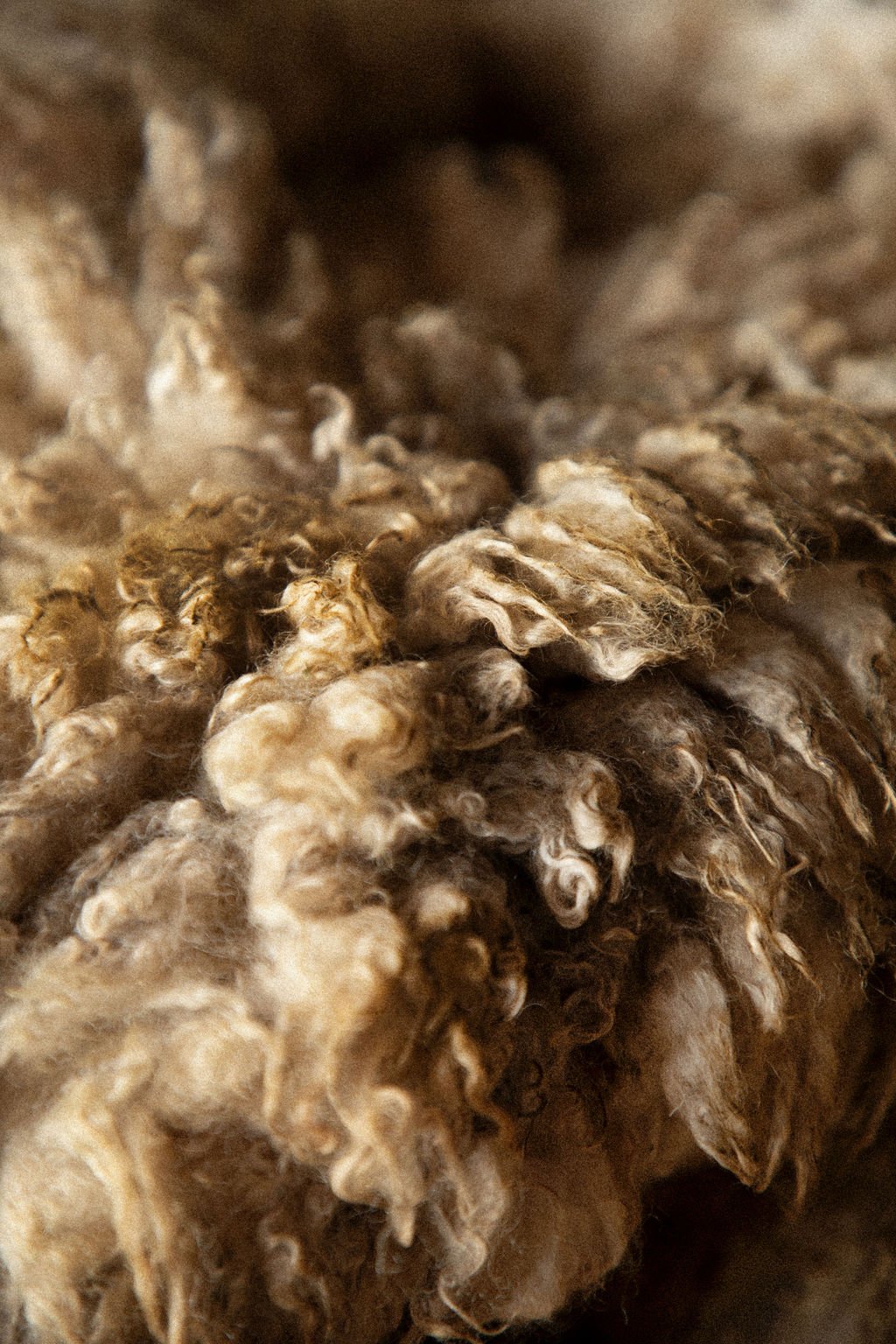 Wool Detail Close Shot (Brown, some Tan Wool) .jpg