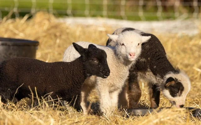 lambs hanging out (JAN 2026).jpg