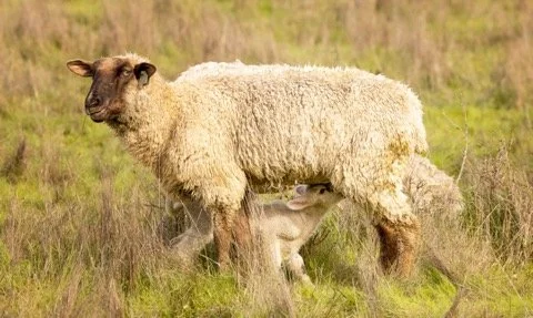 white lamb drinking from white ewe (JAN 2026).jpg