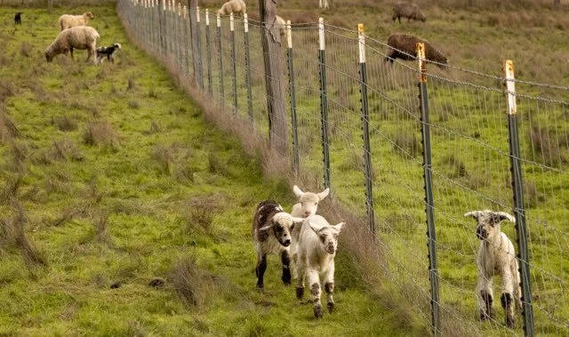 lambs running along fence line (JAN 2026).jpg
