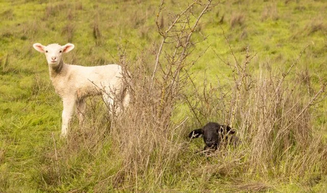 a white and a black lamb (JAN 2026).jpg