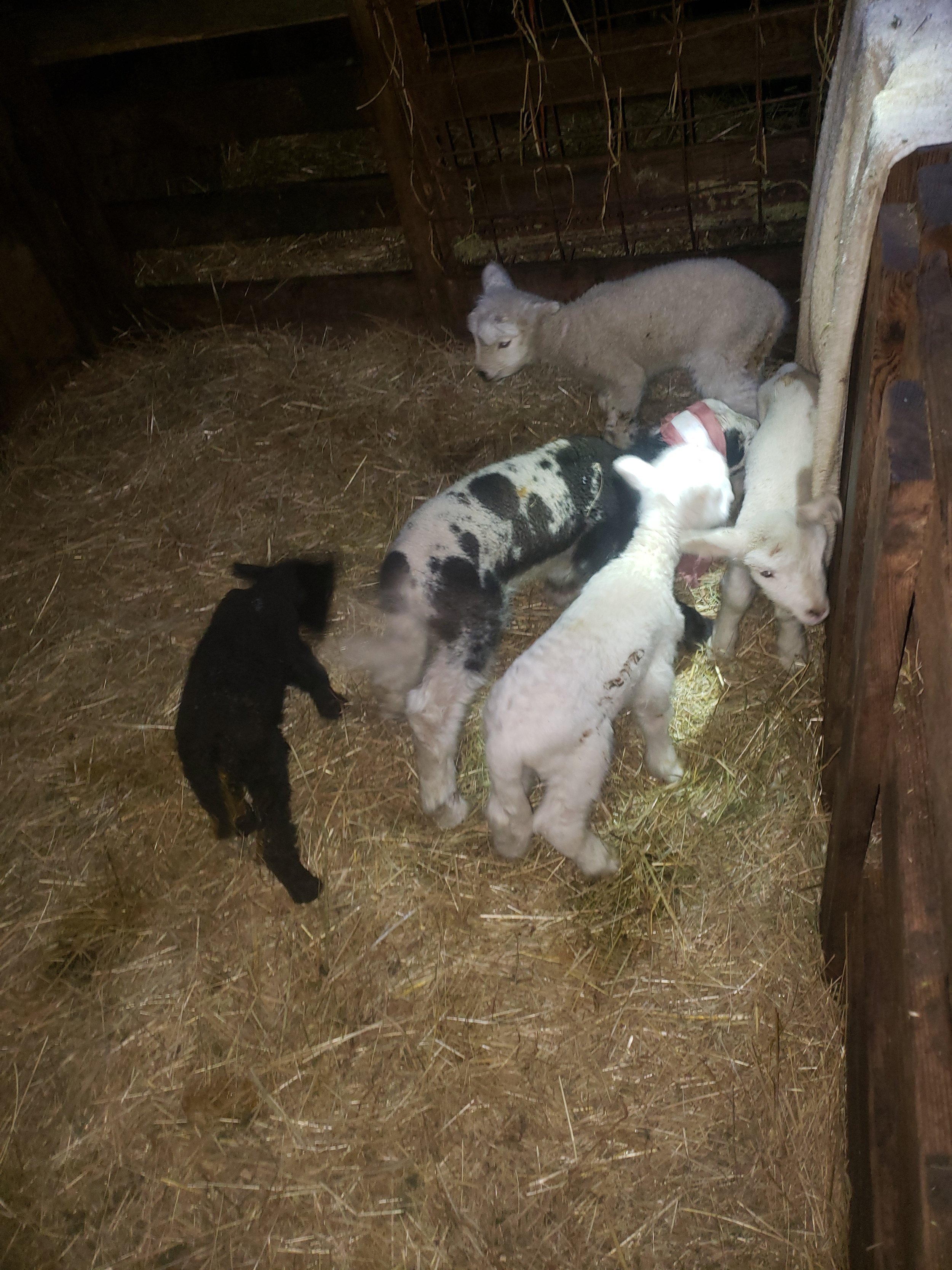 Bummers in the barn .jpg