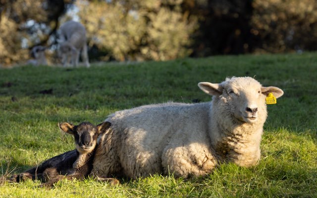 lamb and ewe chillin (JAN 2026).jpg