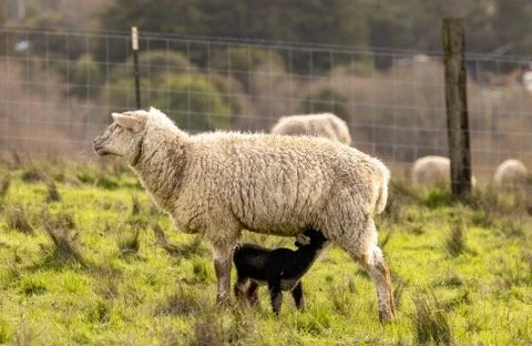 brown lamb with white ewe (JAN 2026) .jpg