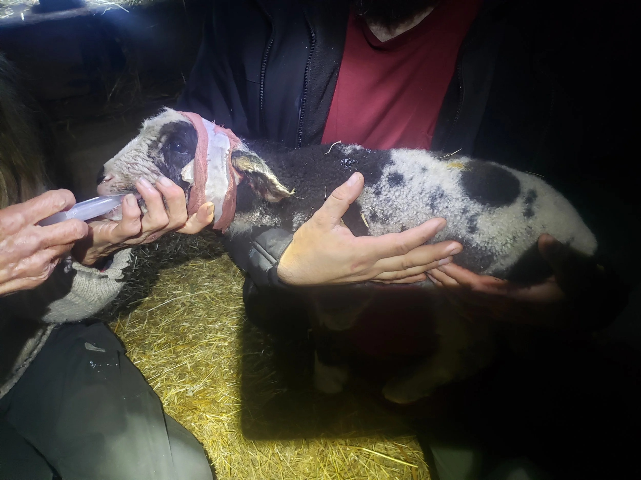 Carolynne Marshall Photography