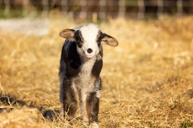 Bald Eagle Survivor (JAN 2026).jpg