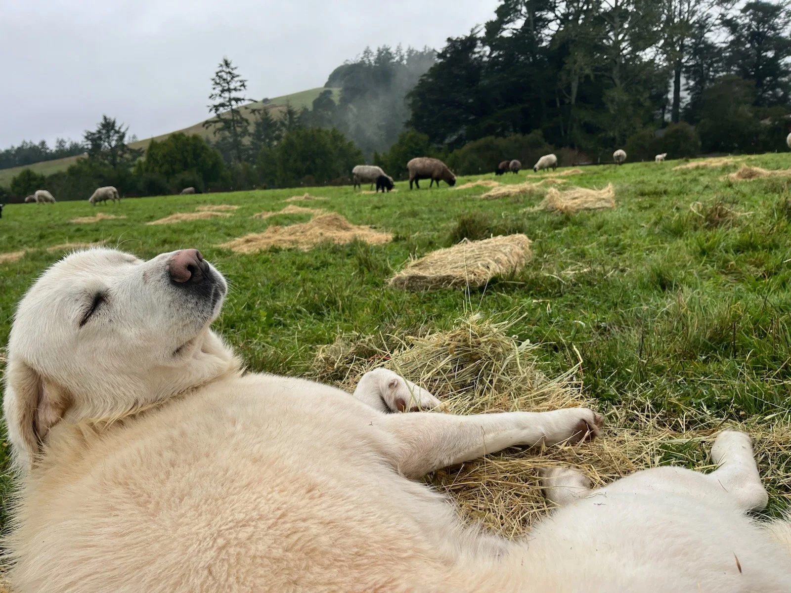 Huckleberry  (JAN 2026).jpg