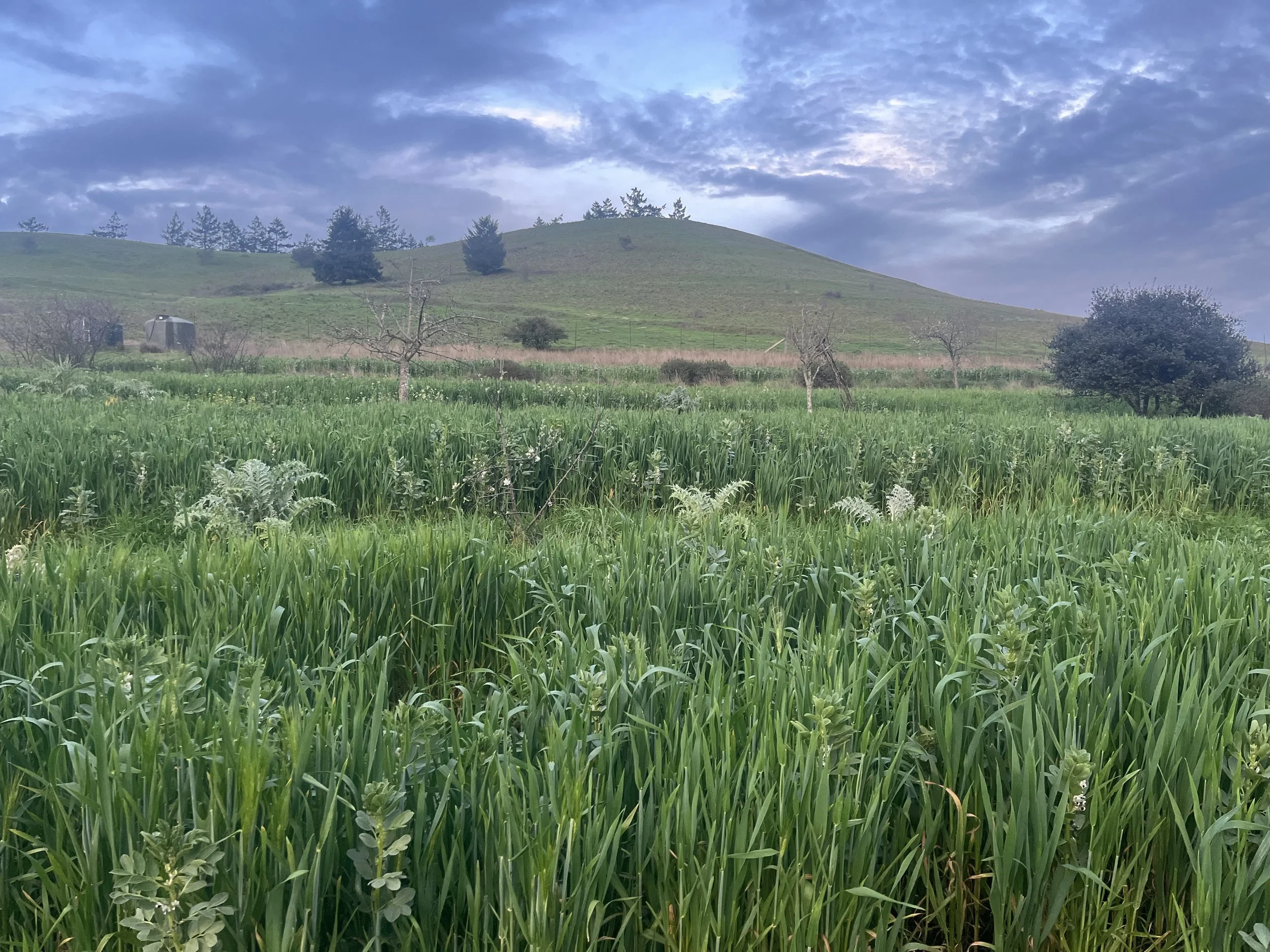 2026 Cover Crop and Eastern Ridge_.jpg