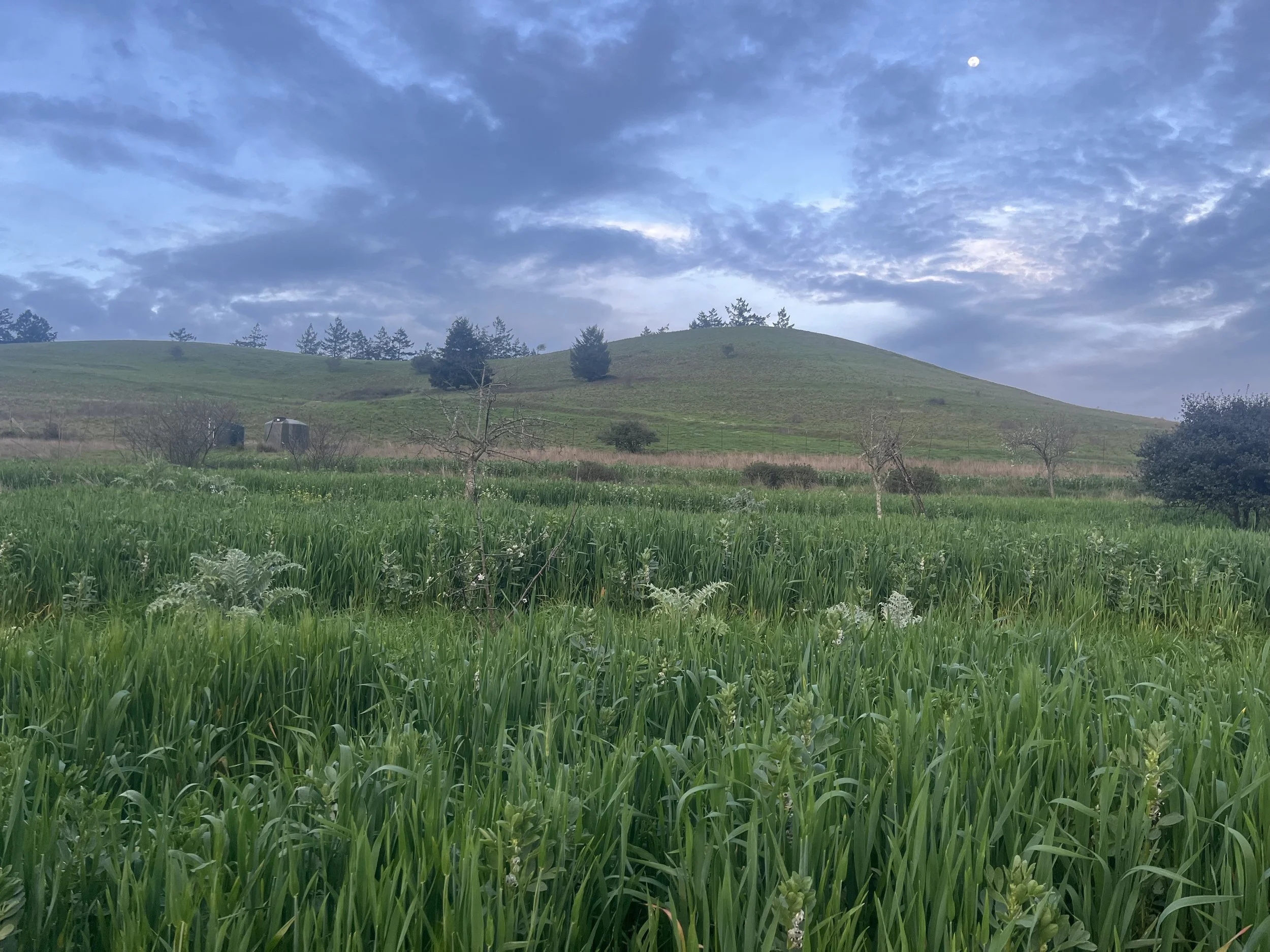 2026 Cover Crop with Moon and Eastern Ridge Behind_.jpg