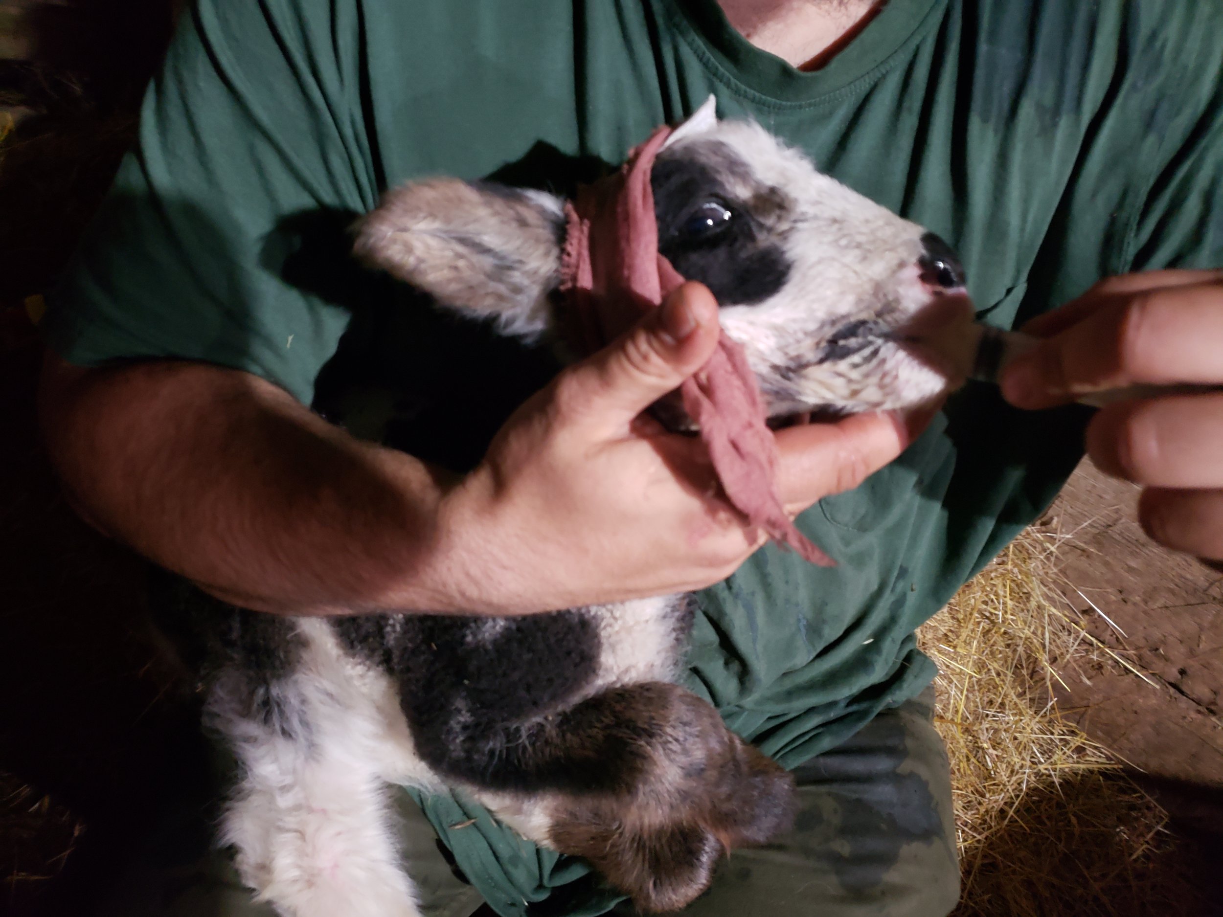 Bald Eagle with Bandaged Head  (JAN 2026).jpg
