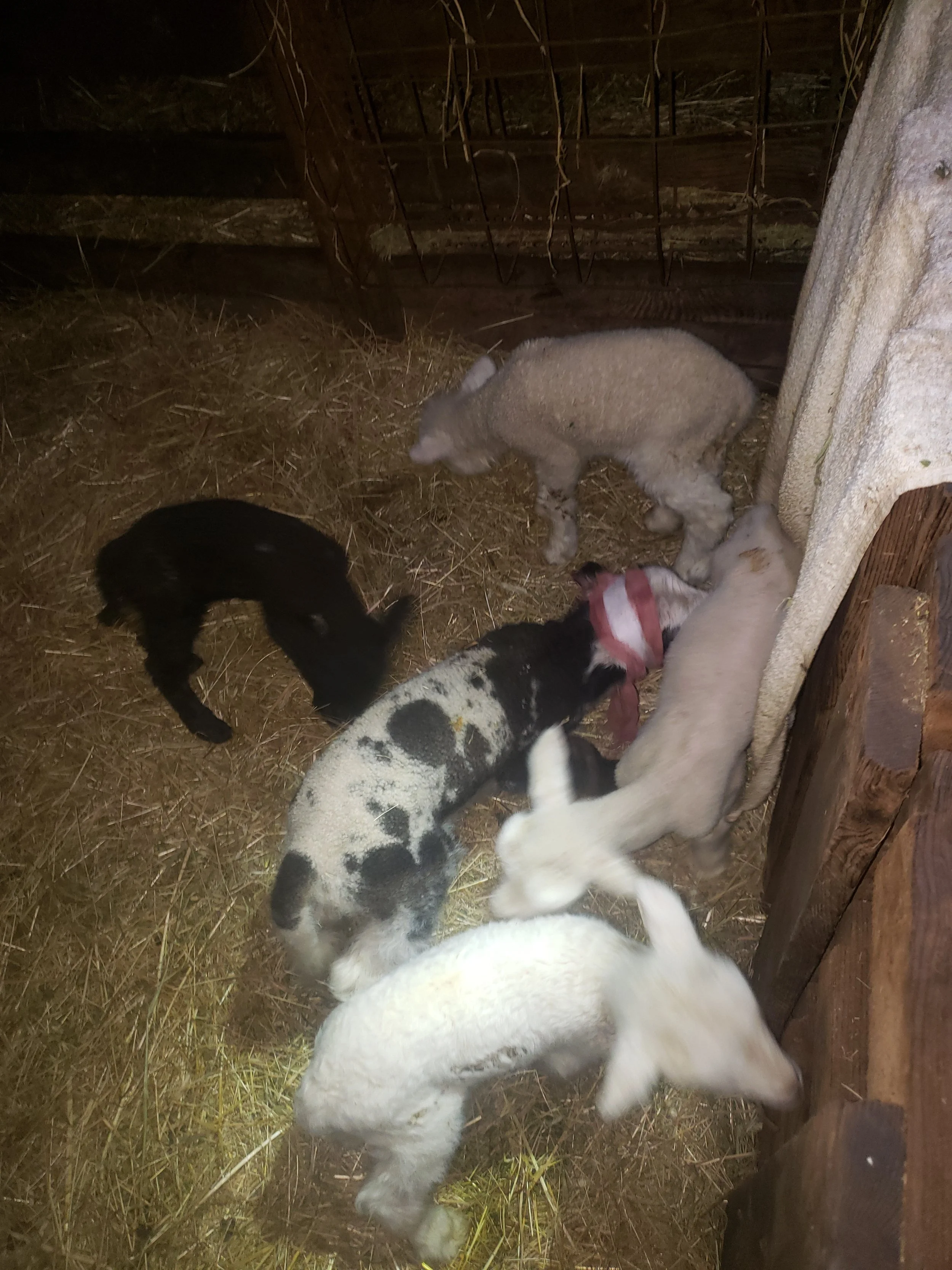 bummers in the barn 2.jpg