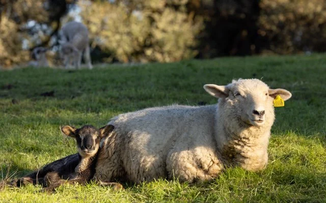 lamb and ewe chillin (JAN 2026).jpg