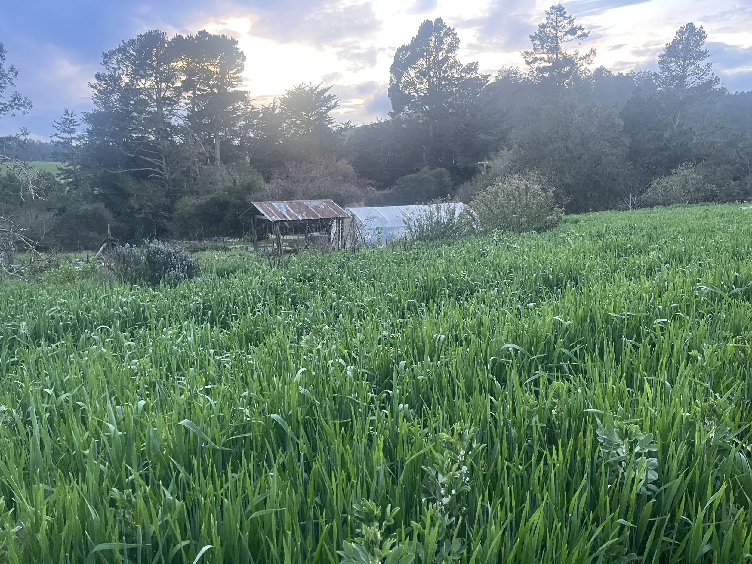 2026 Cover Crop, Shade Structure, and Greenhouse.jpg