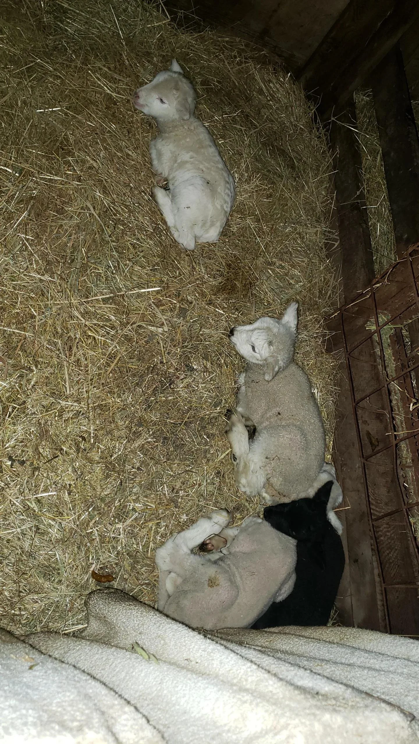 bummers relaxing and laying down in barn .jpg