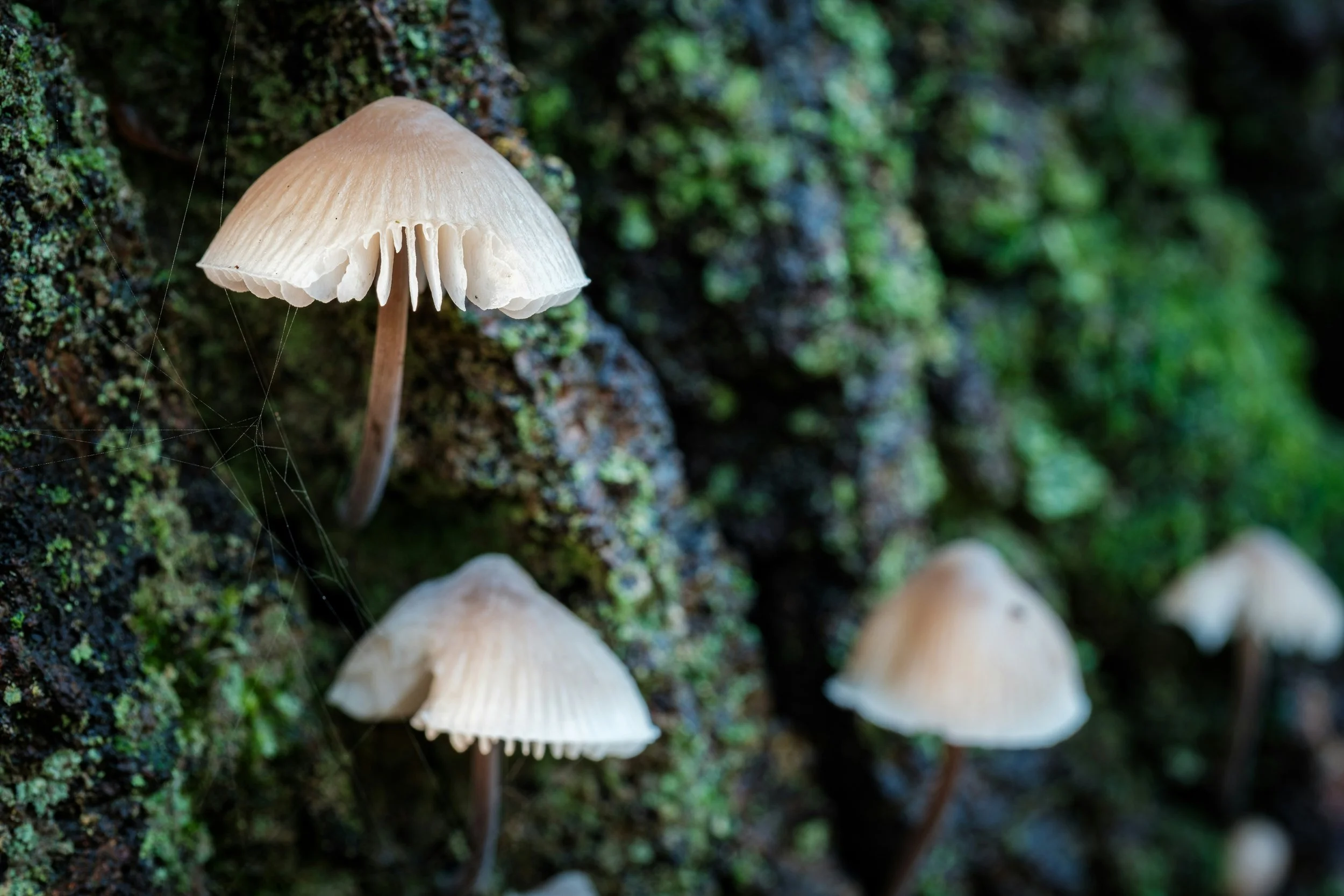 Psilocybin Therapy Shows Promise for Anorexia Nervosa in Early Clinical Study