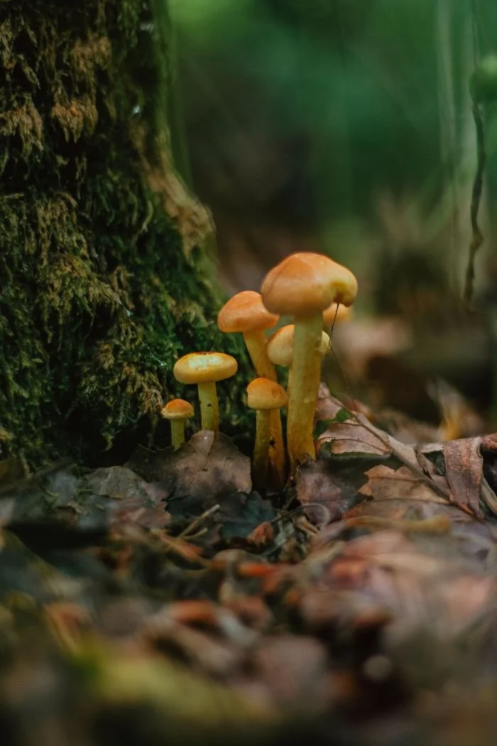 Psilocybin Protected Nerves From Chemotherapy in Mice. Human Evidence Comes Next.