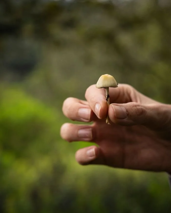 Microdosing Benefits May Be Limited to Dosing Days. What the Largest Daily-Diary Study Found.