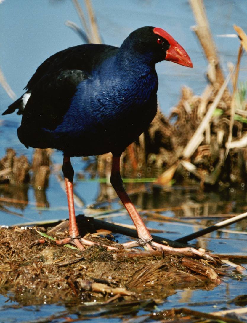 Swamphen_Purple Tasmania.jpg