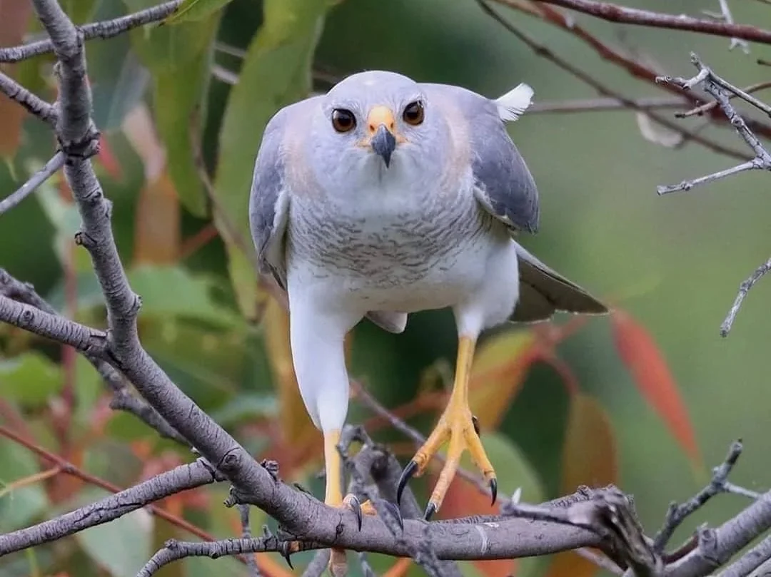 Bird+Wacthing+Tassie.jpg