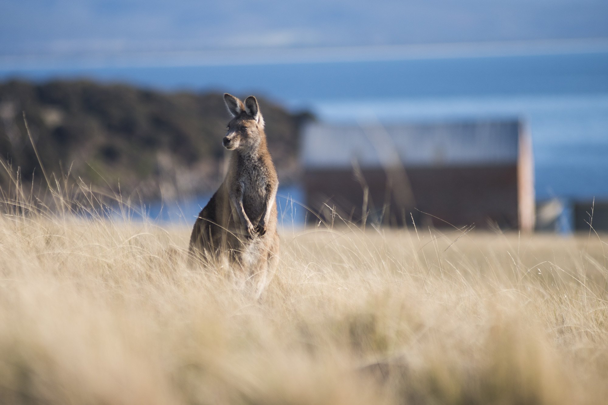 Things to Do on Maria Island