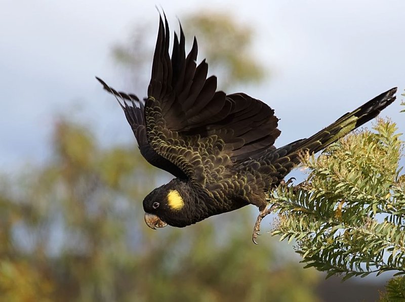 yellow-tailed_black-cockatoo..jpg