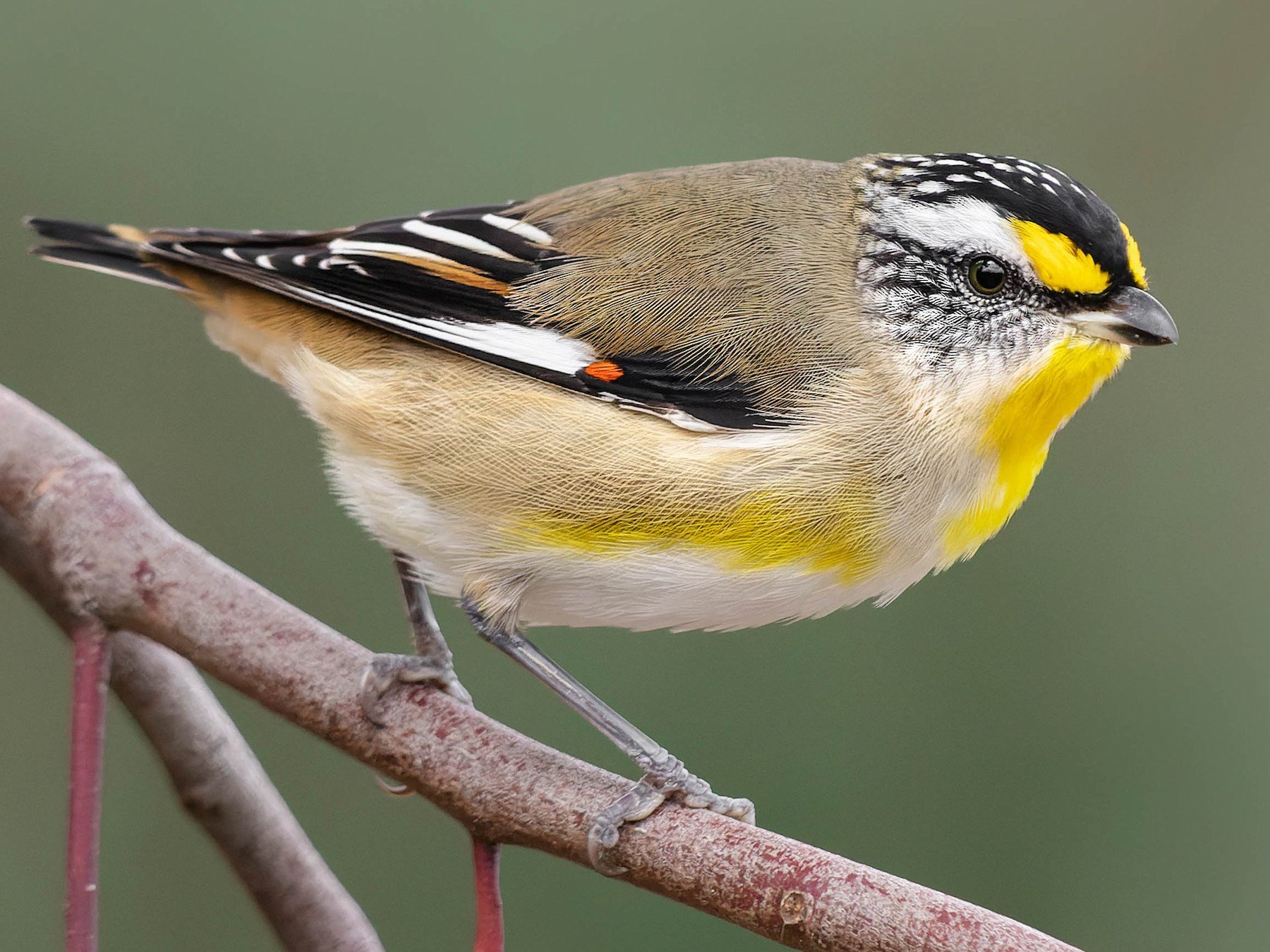 Moulting Lagoon Birds.jpg